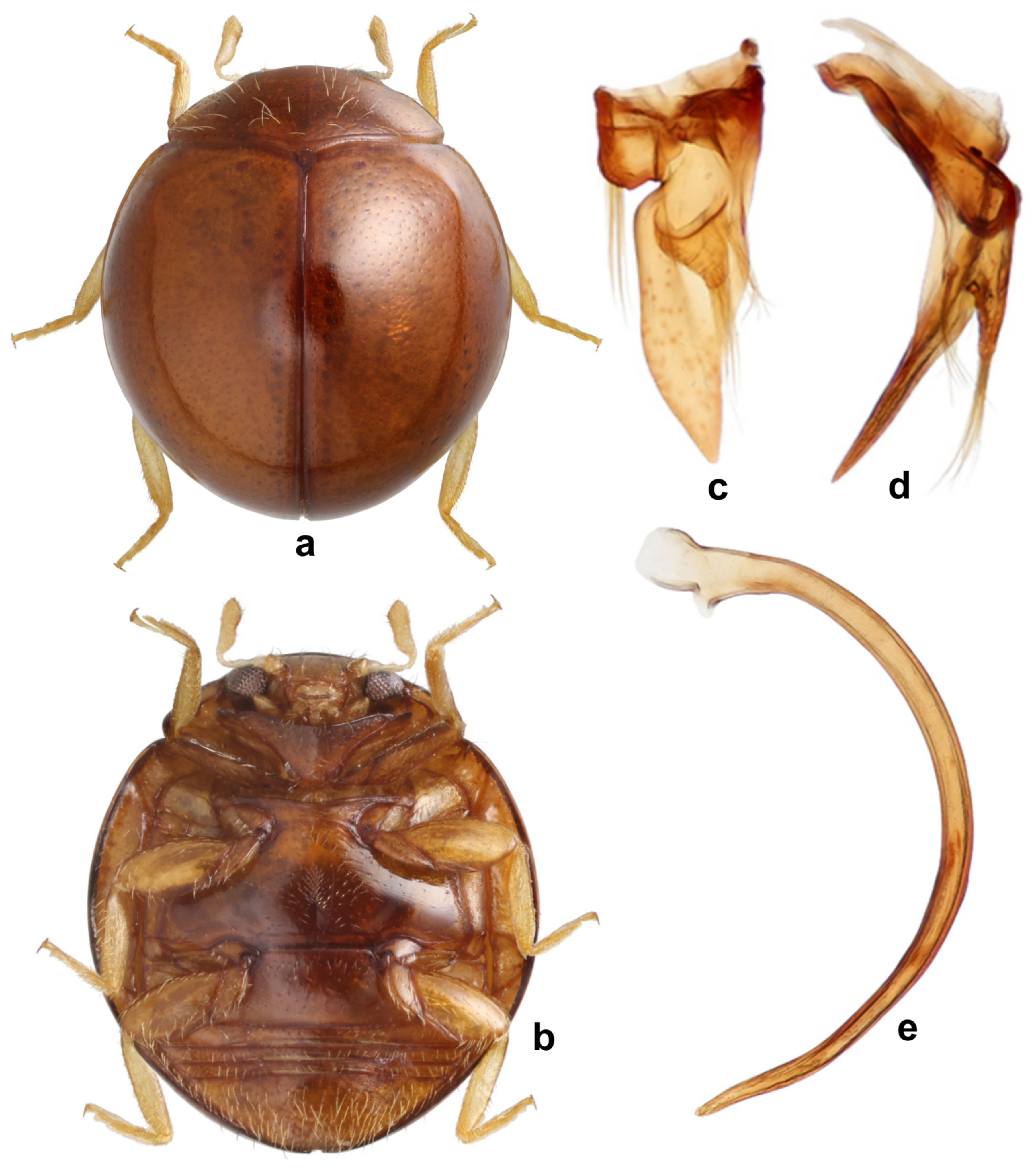 Insects 15 00874 g009