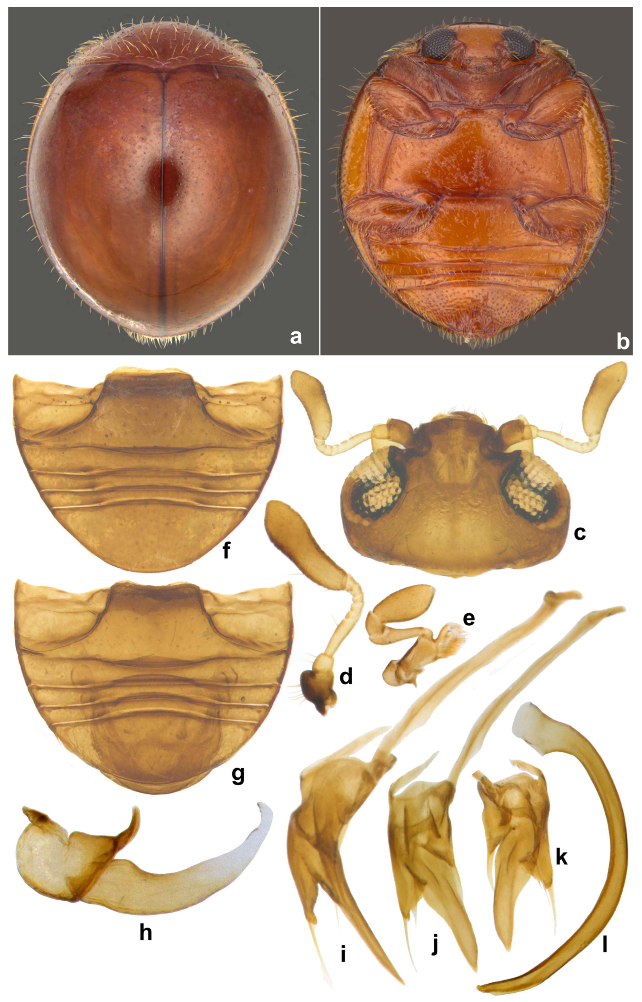 Insects 15 00874 g011