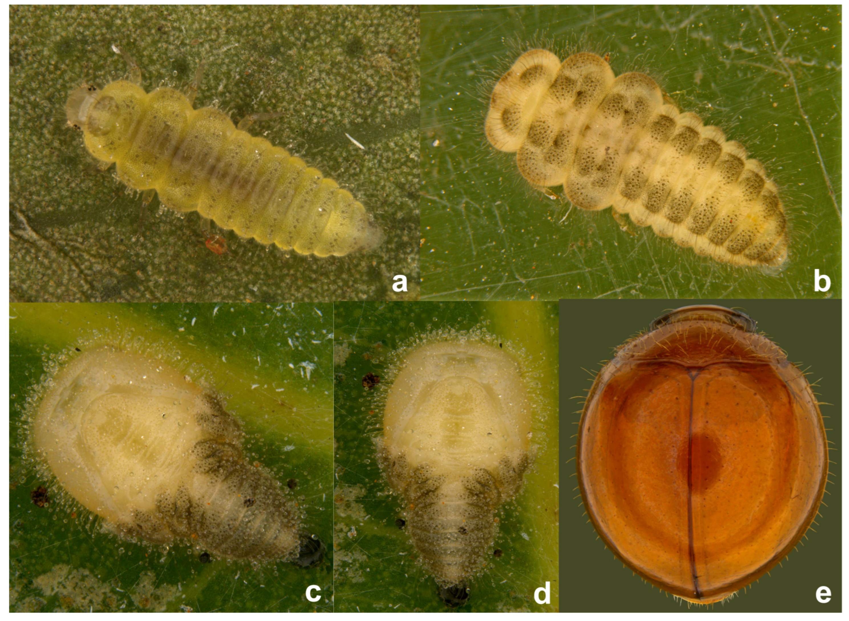 Insects 15 00874 g012