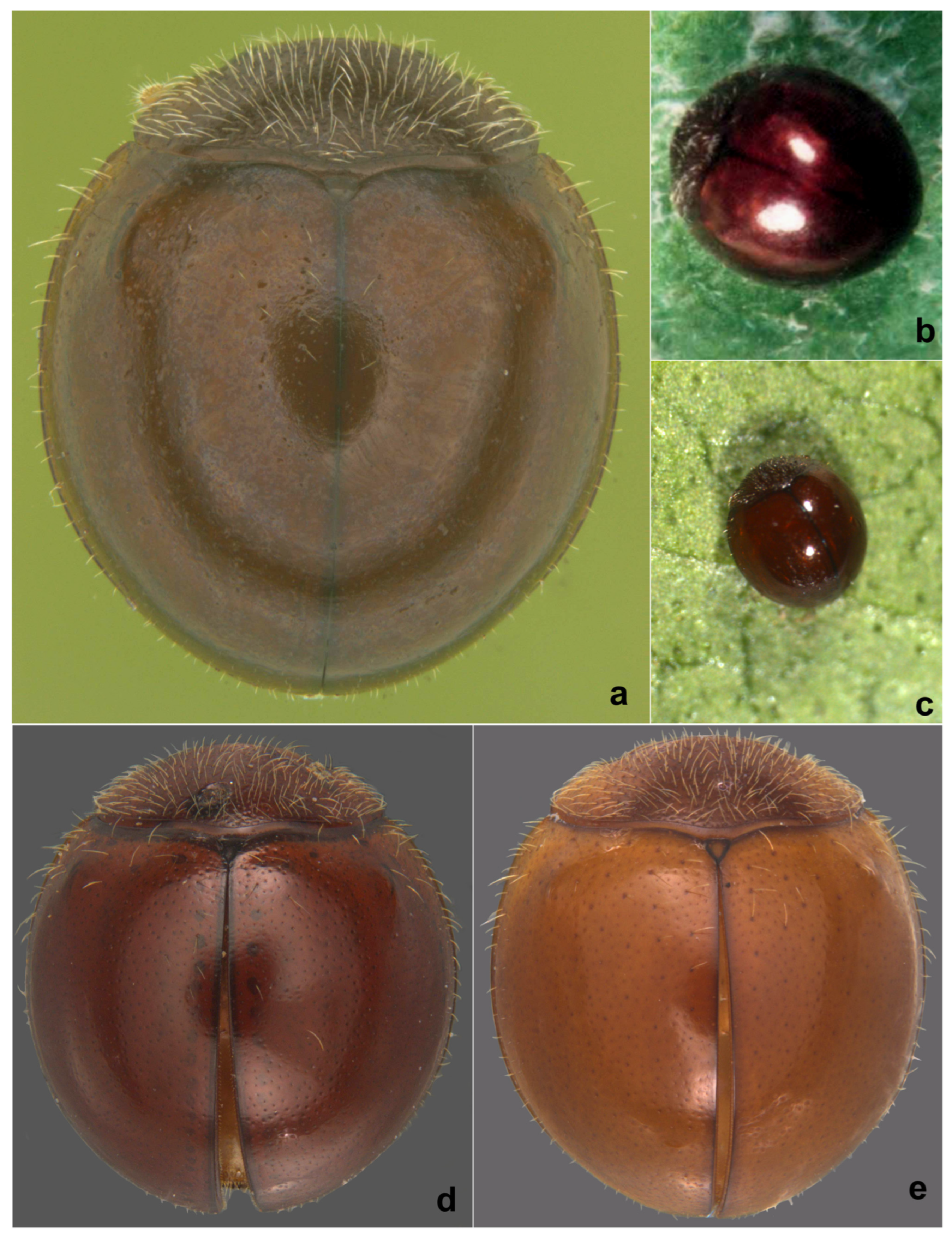 Insects 15 00874 g014