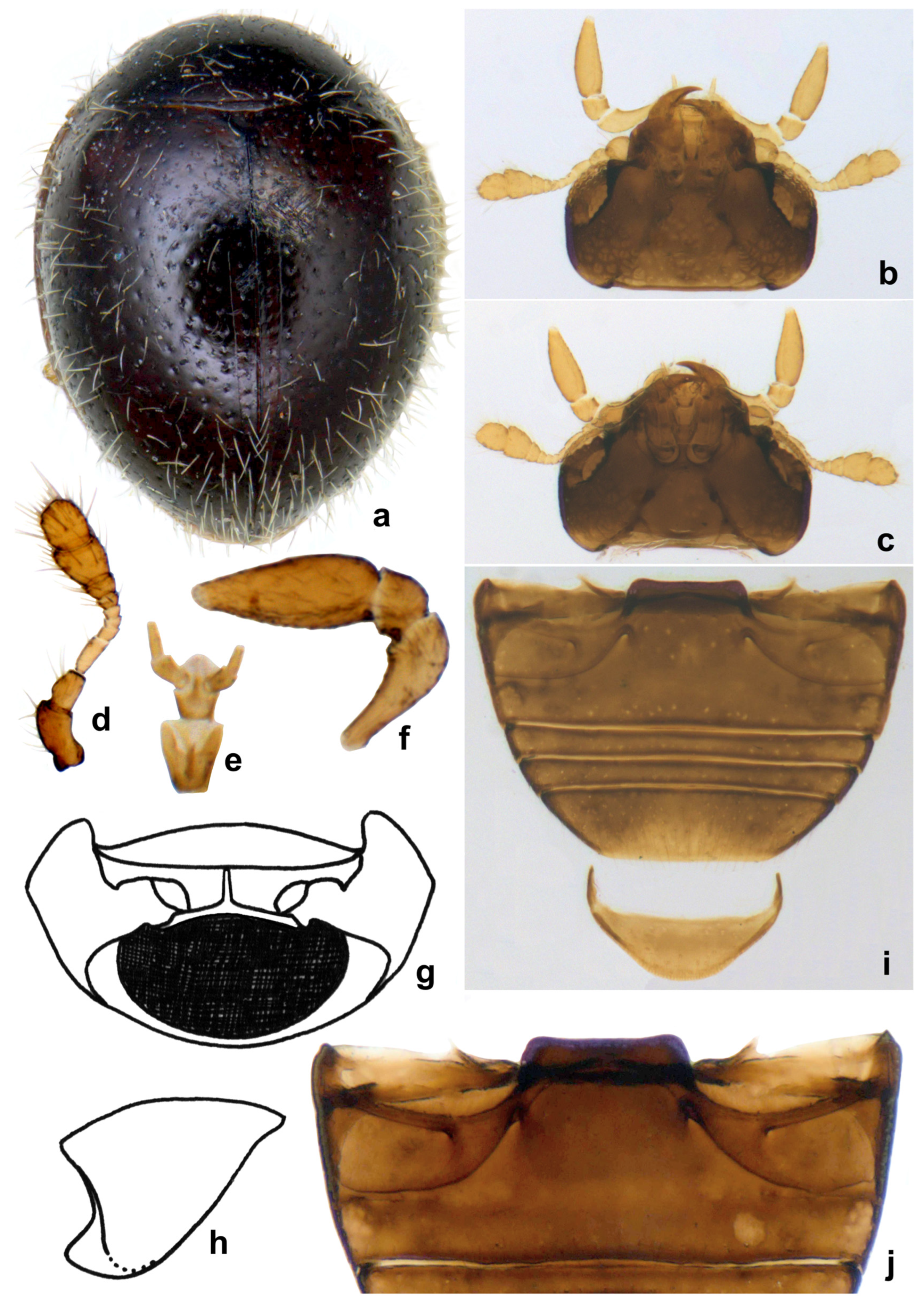 Insects 15 00874 g016