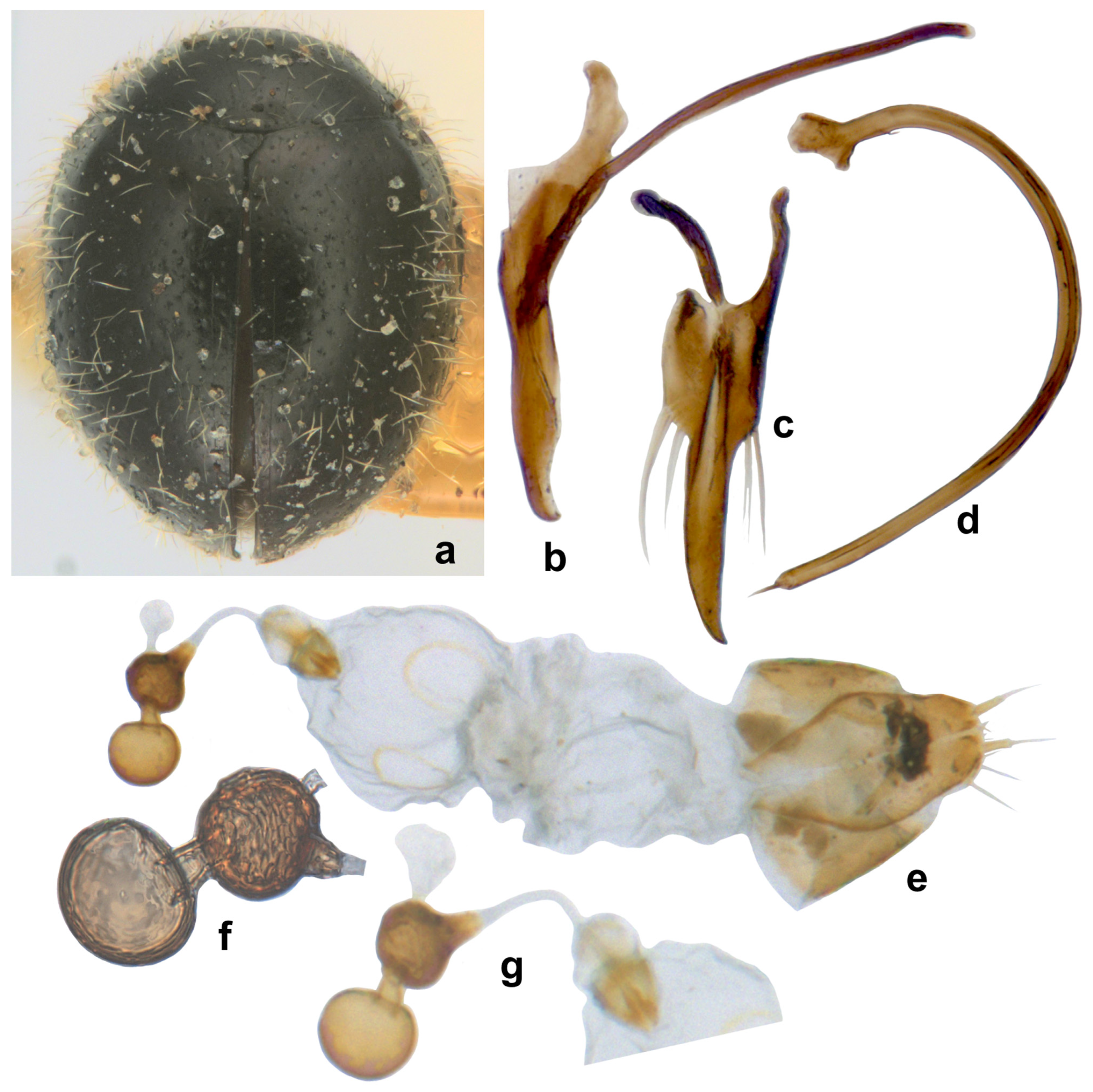 Insects 15 00874 g017