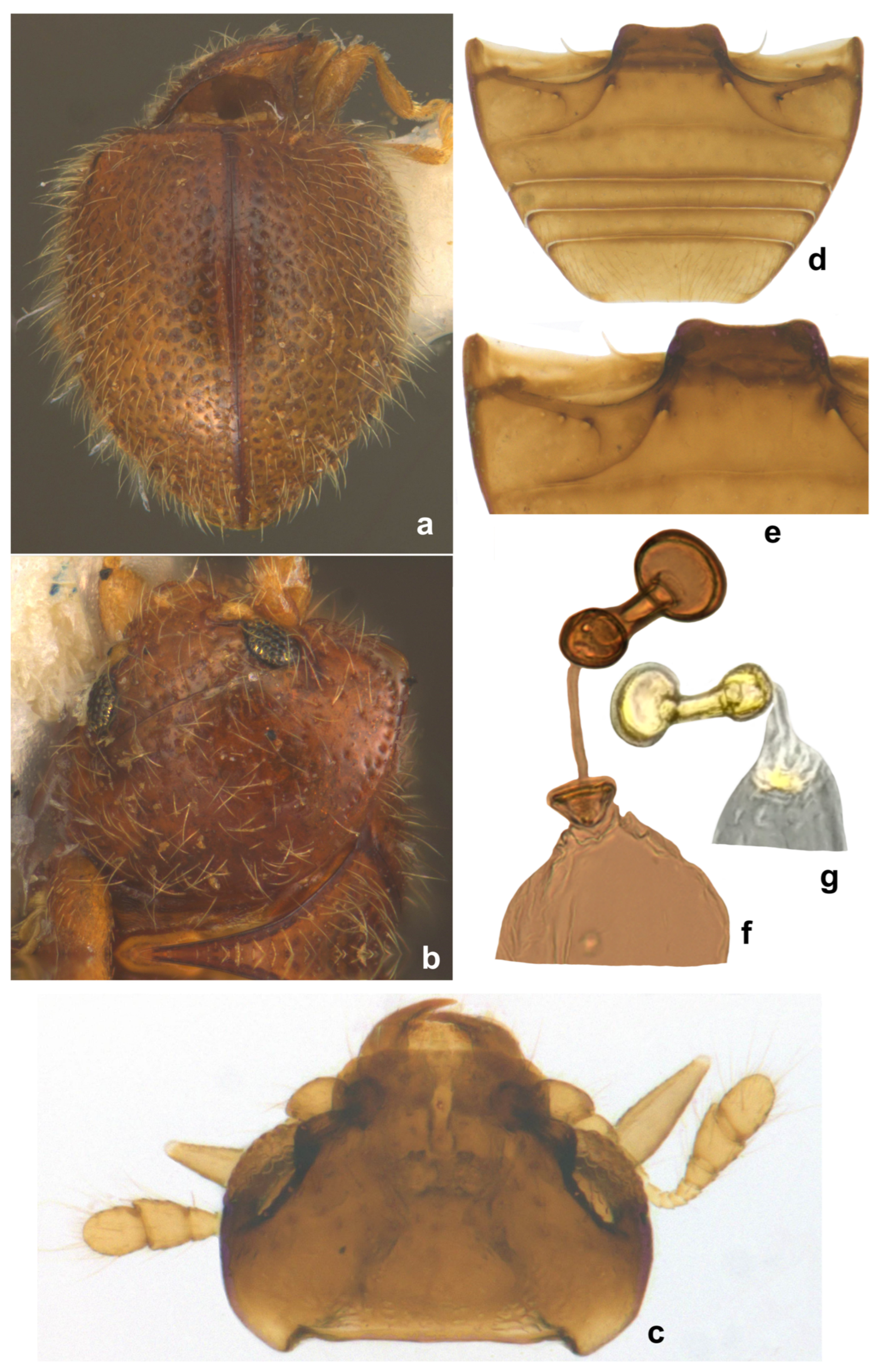Insects 15 00874 g018