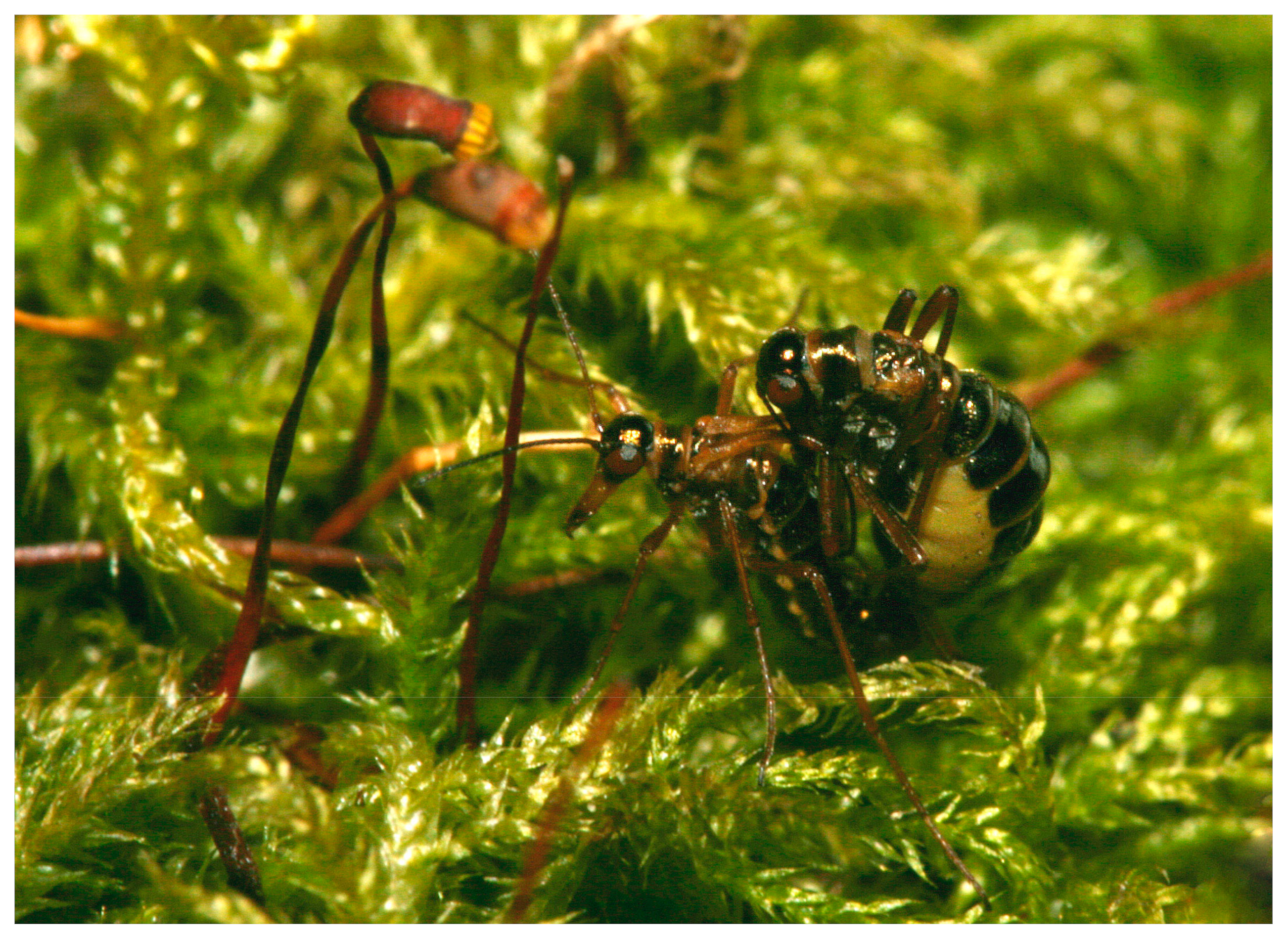 Insects 15 00878 g001