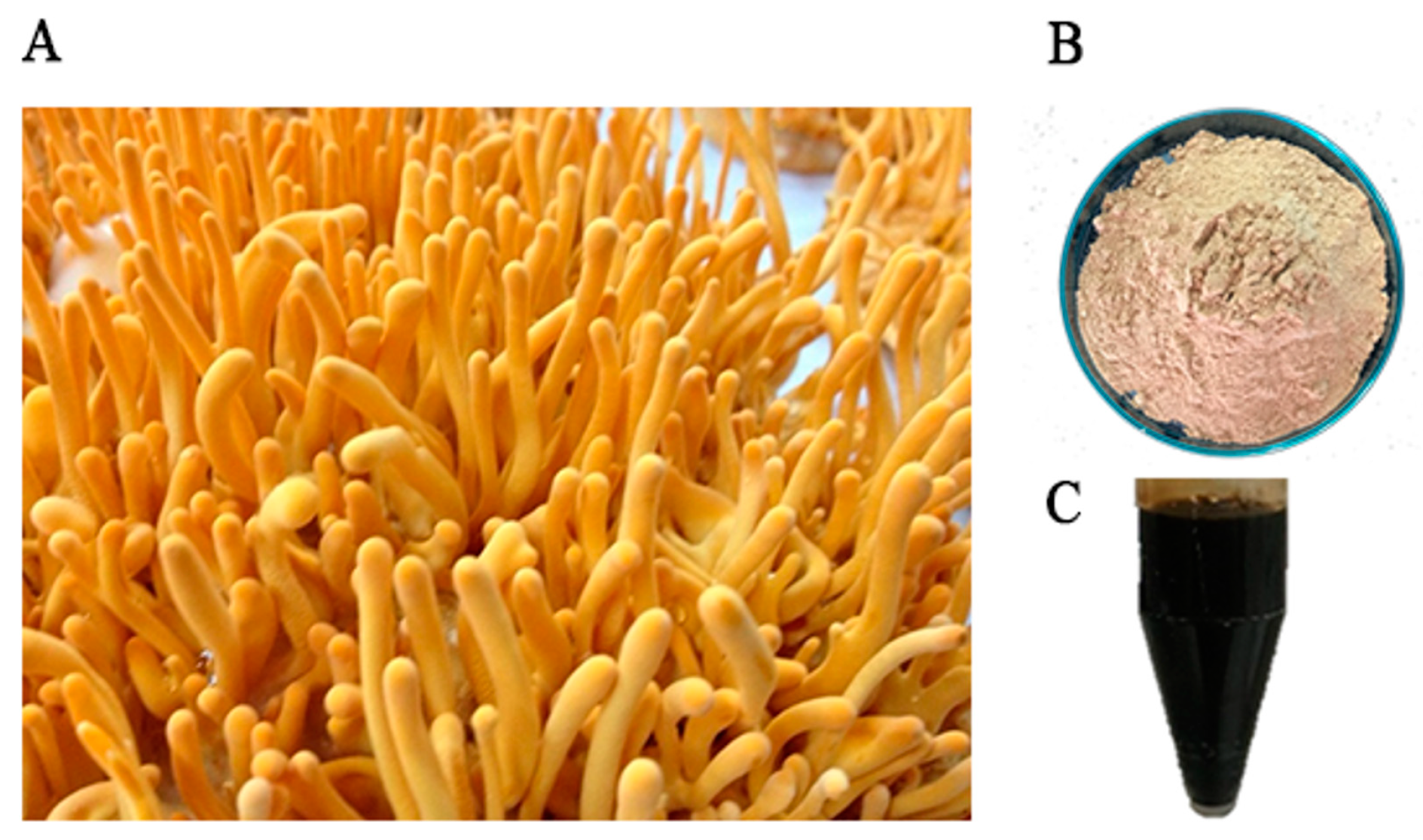 Insects 15 00882 g001