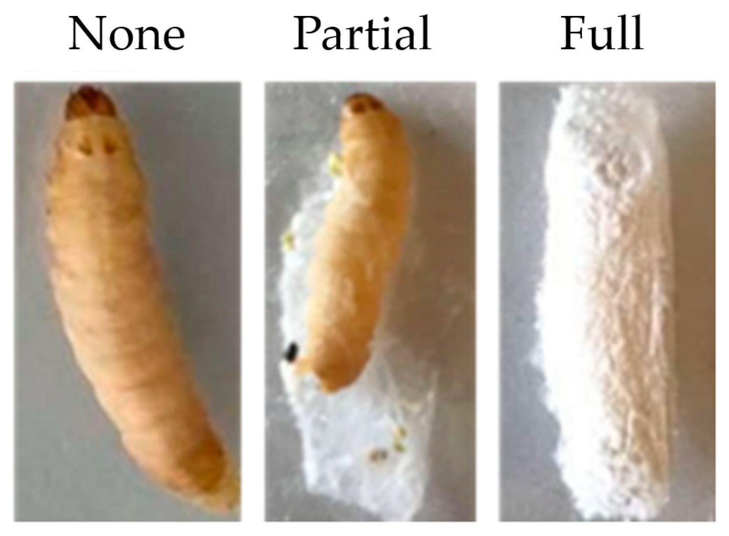 Insects 15 00882 g004