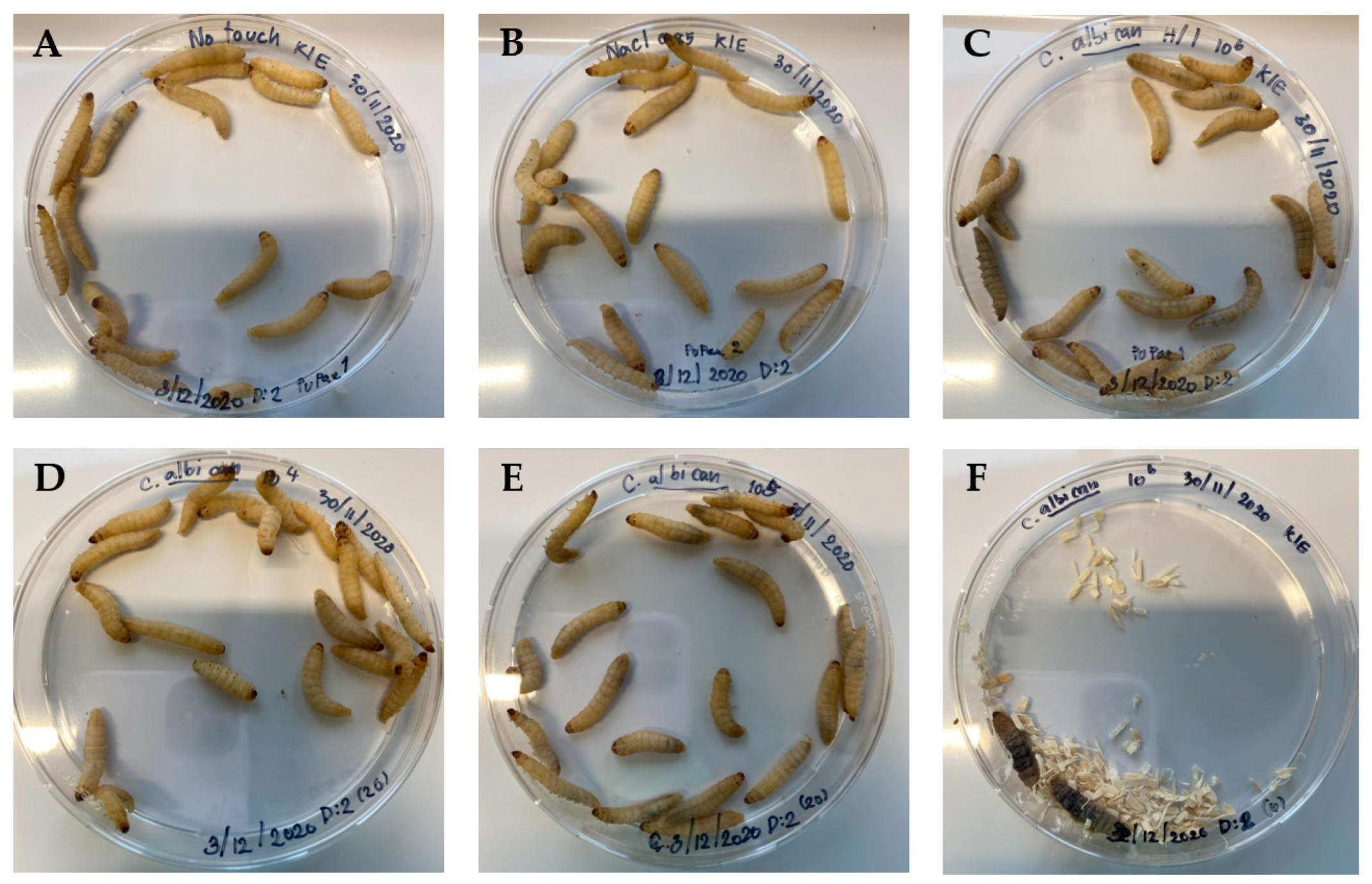 Insects 15 00882 g006