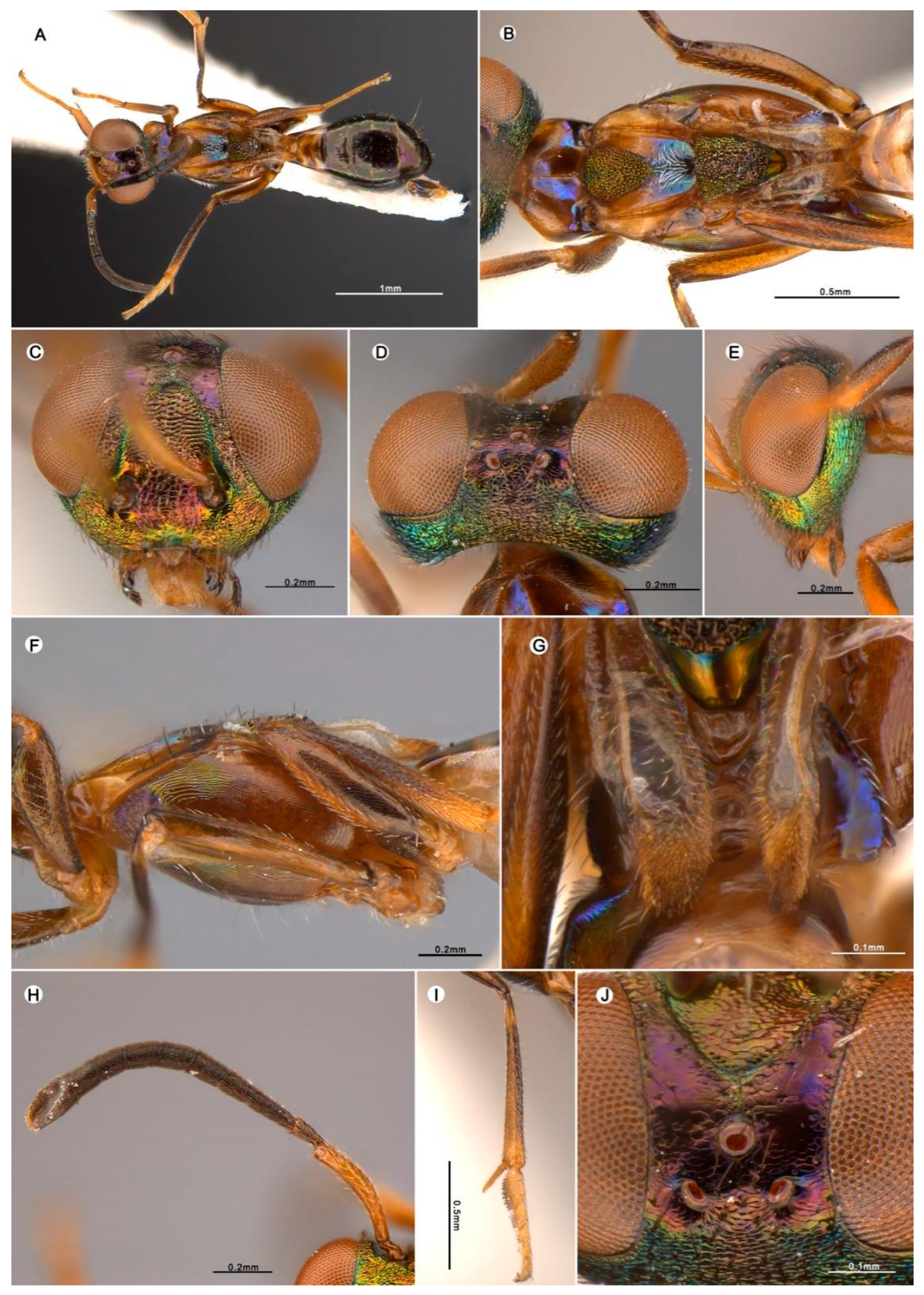 Insects 15 00893 g005