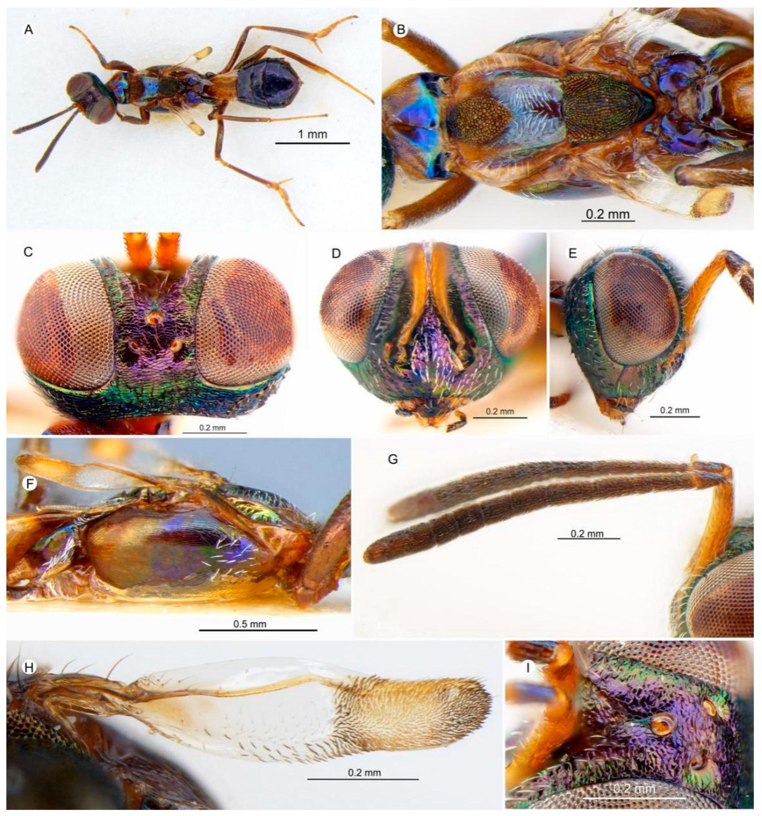 Insects 15 00893 g010