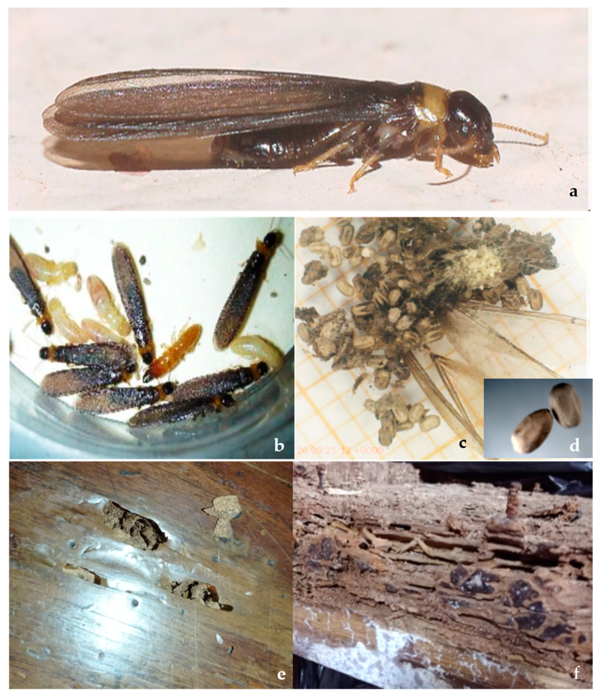 Insects 15 00899 g001