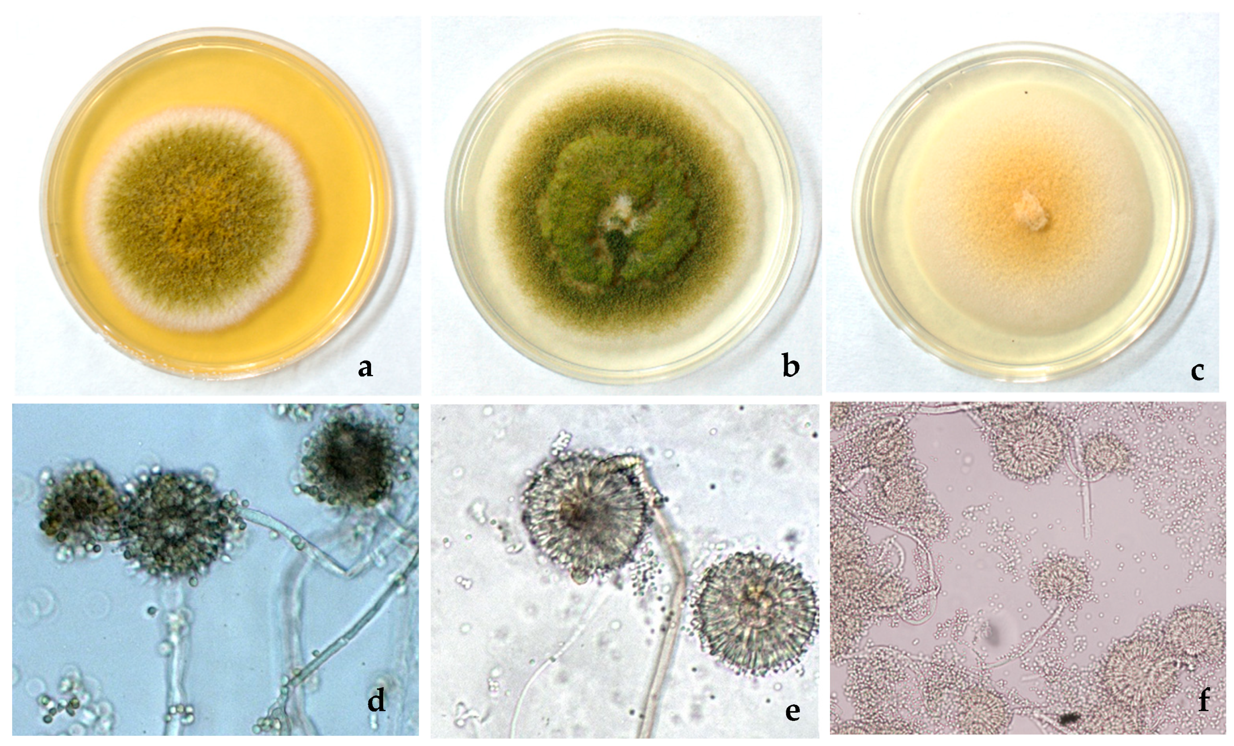 Insects 15 00899 g003