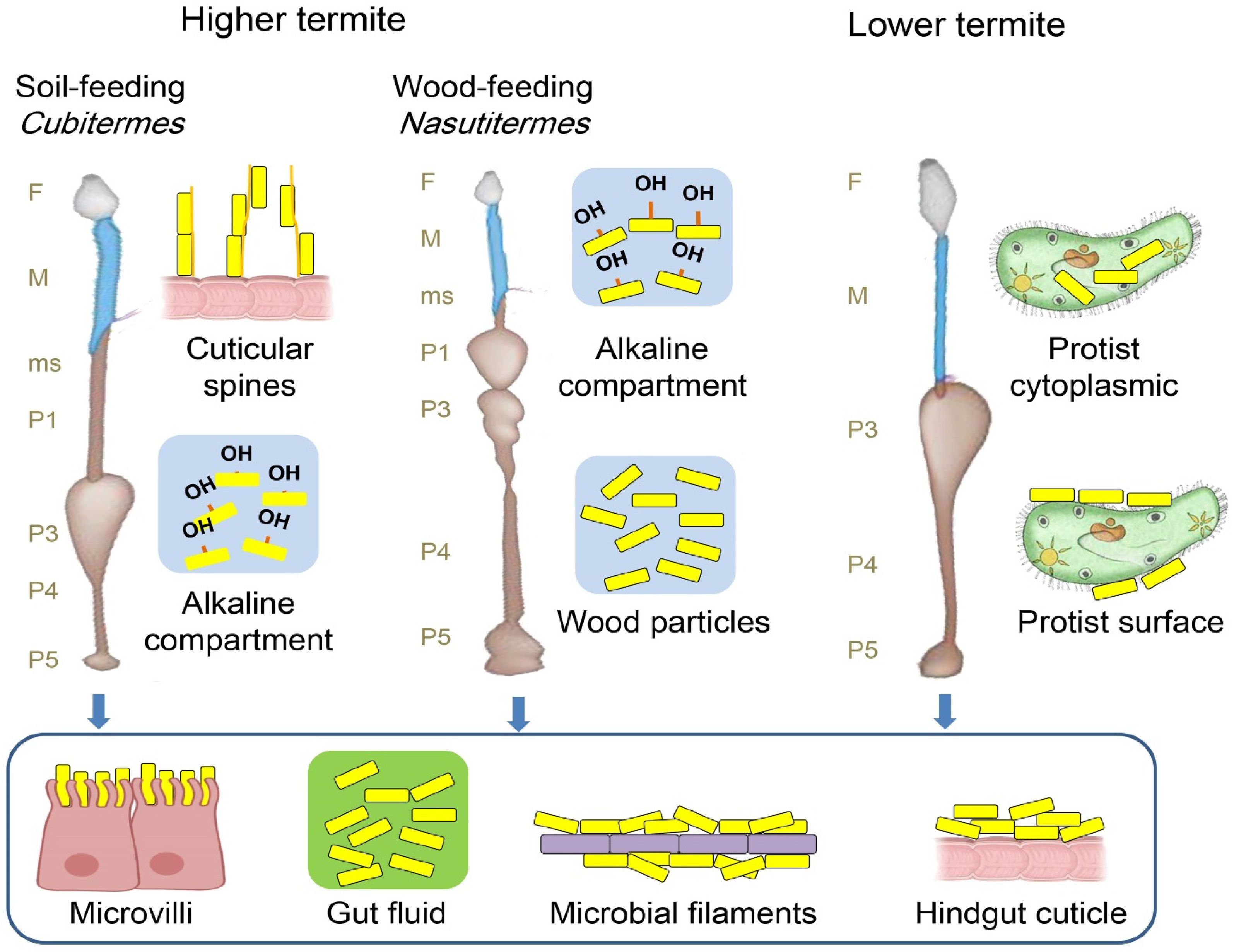 Insects 15 00908 g005