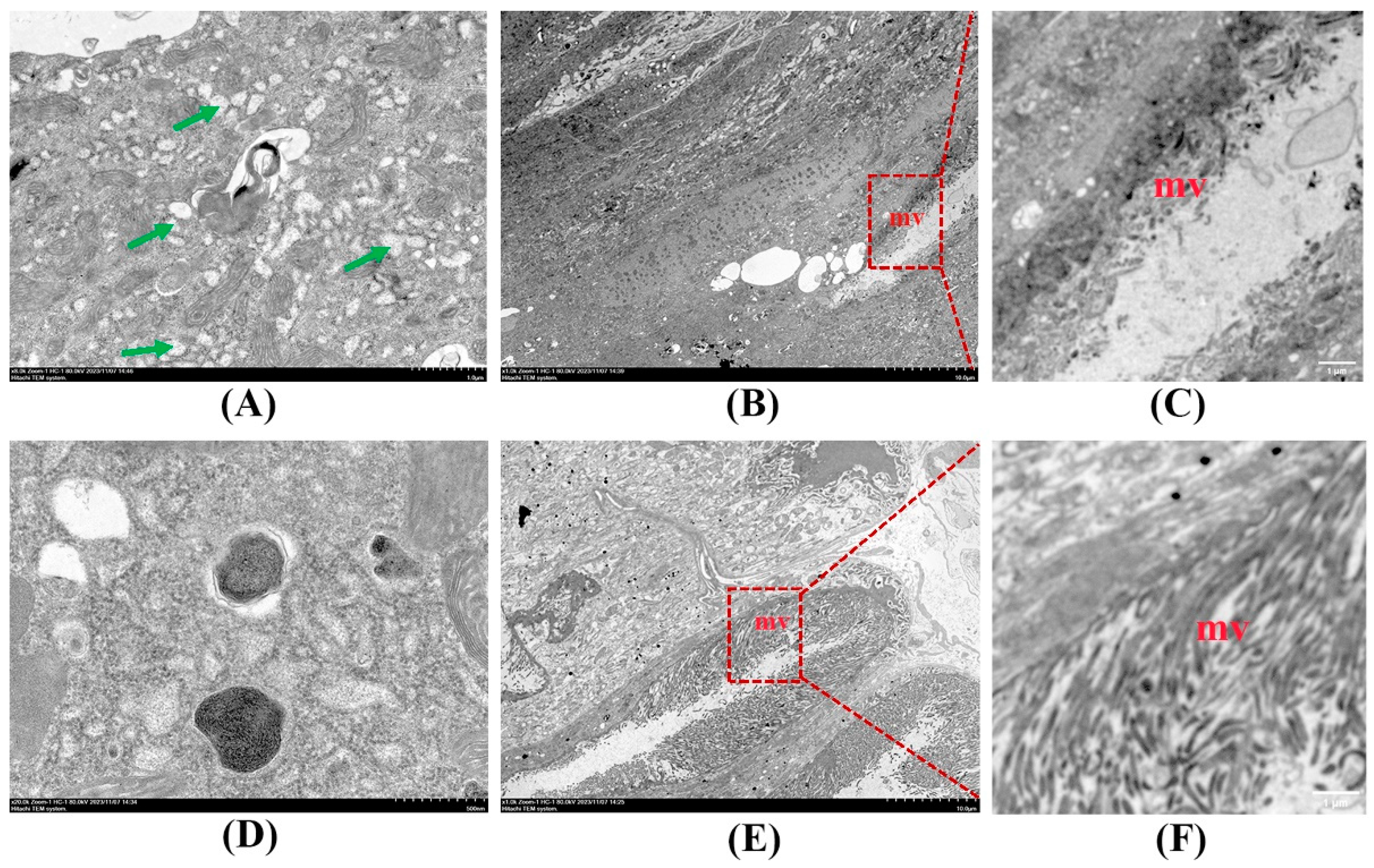 Insects 15 00911 g003