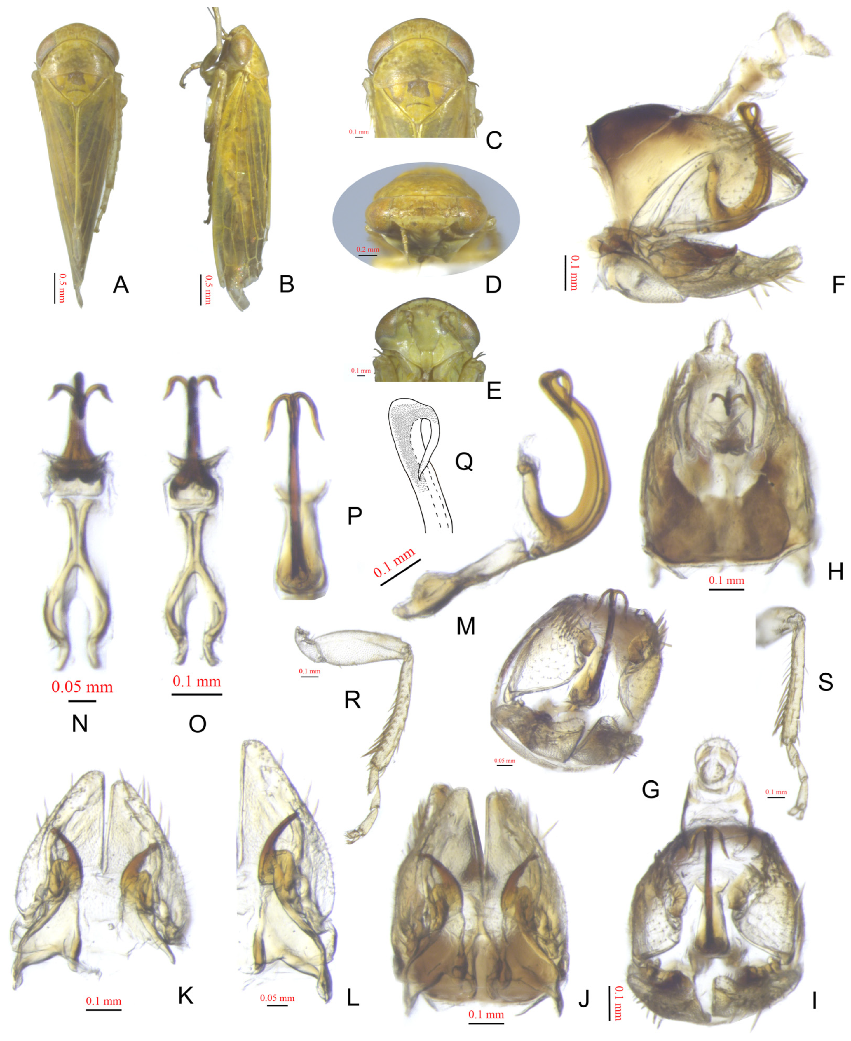 Insects 15 00913 g001
