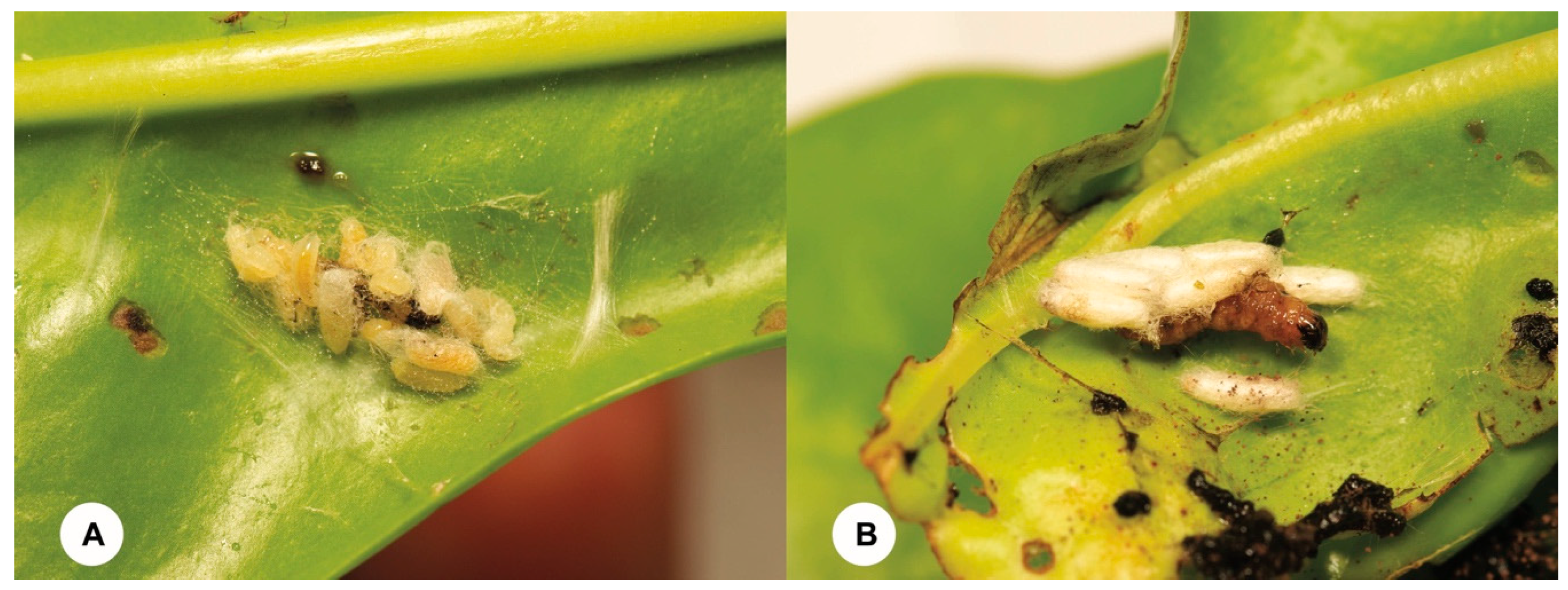 Insects 15 00926 g002