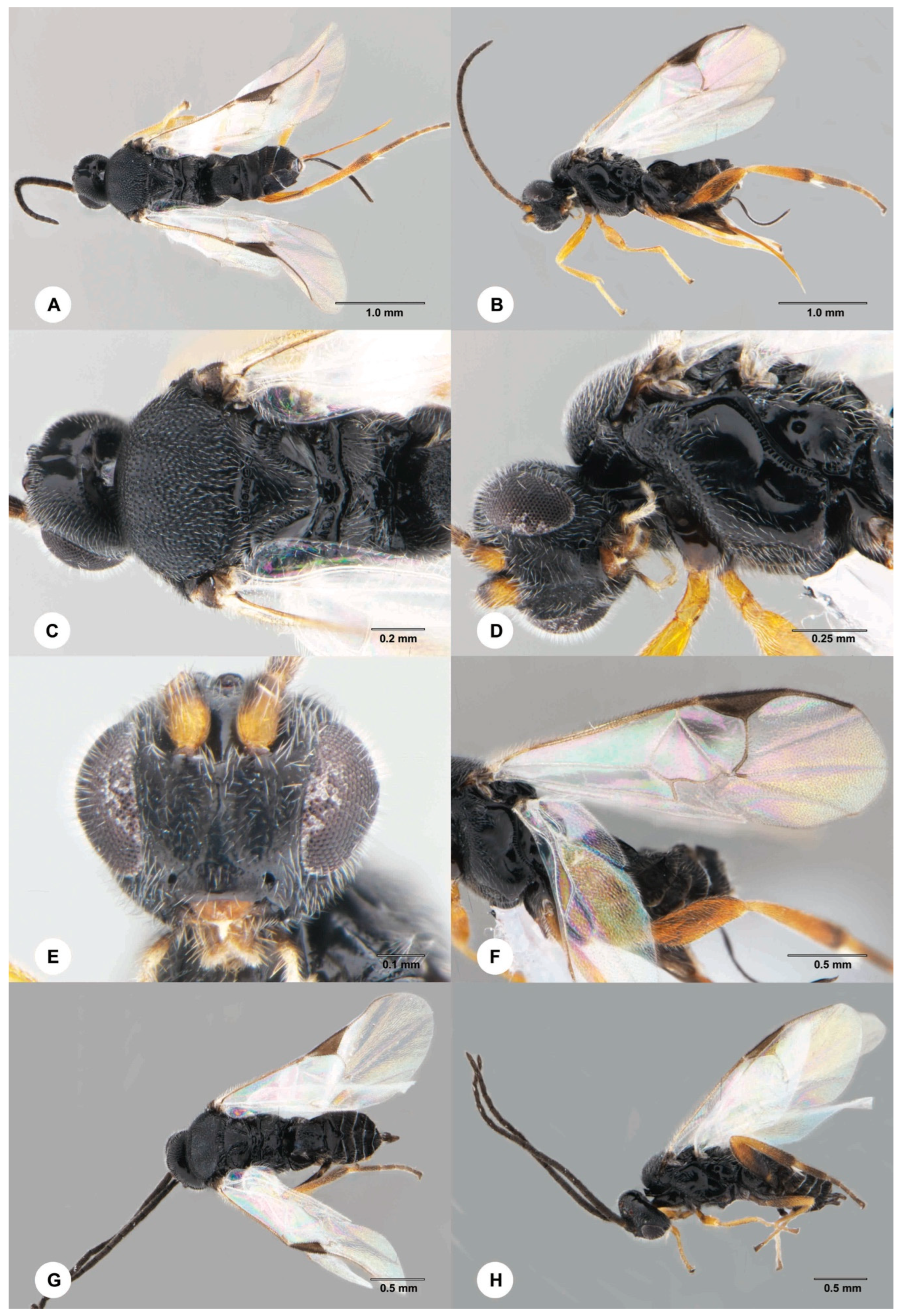 Insects 15 00926 g003