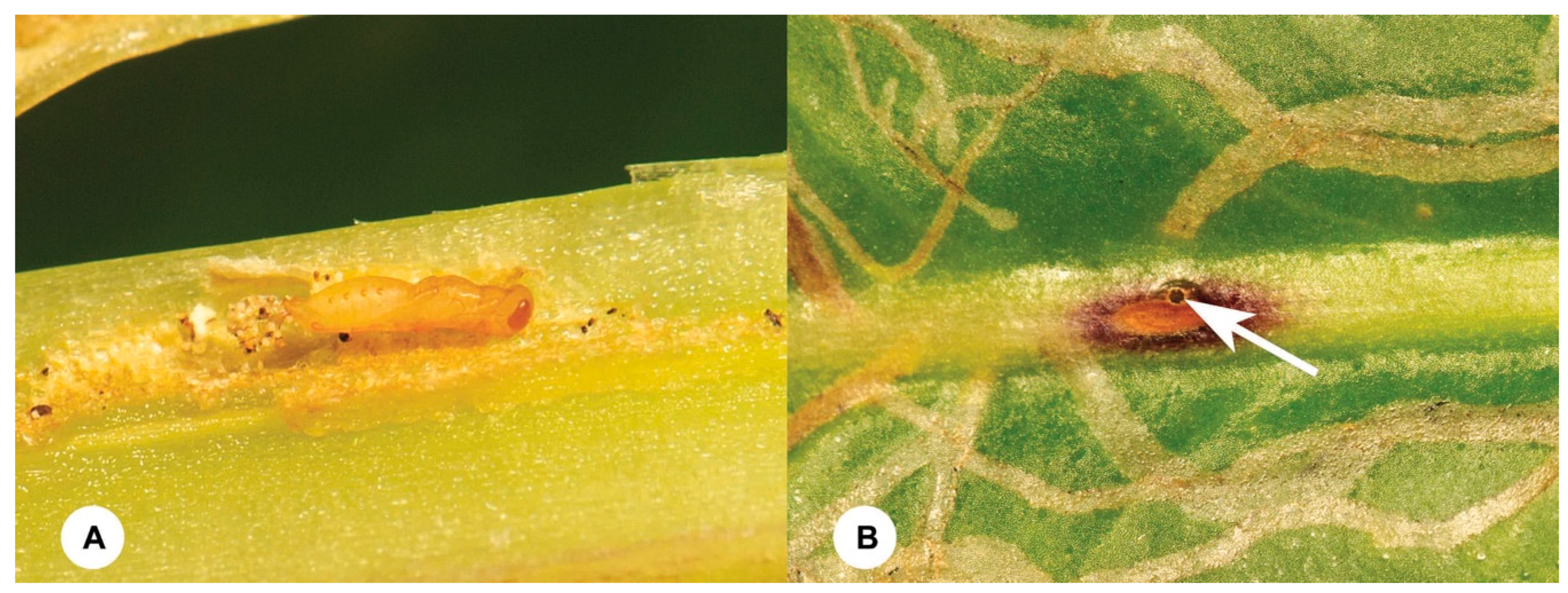 Insects 15 00926 g004