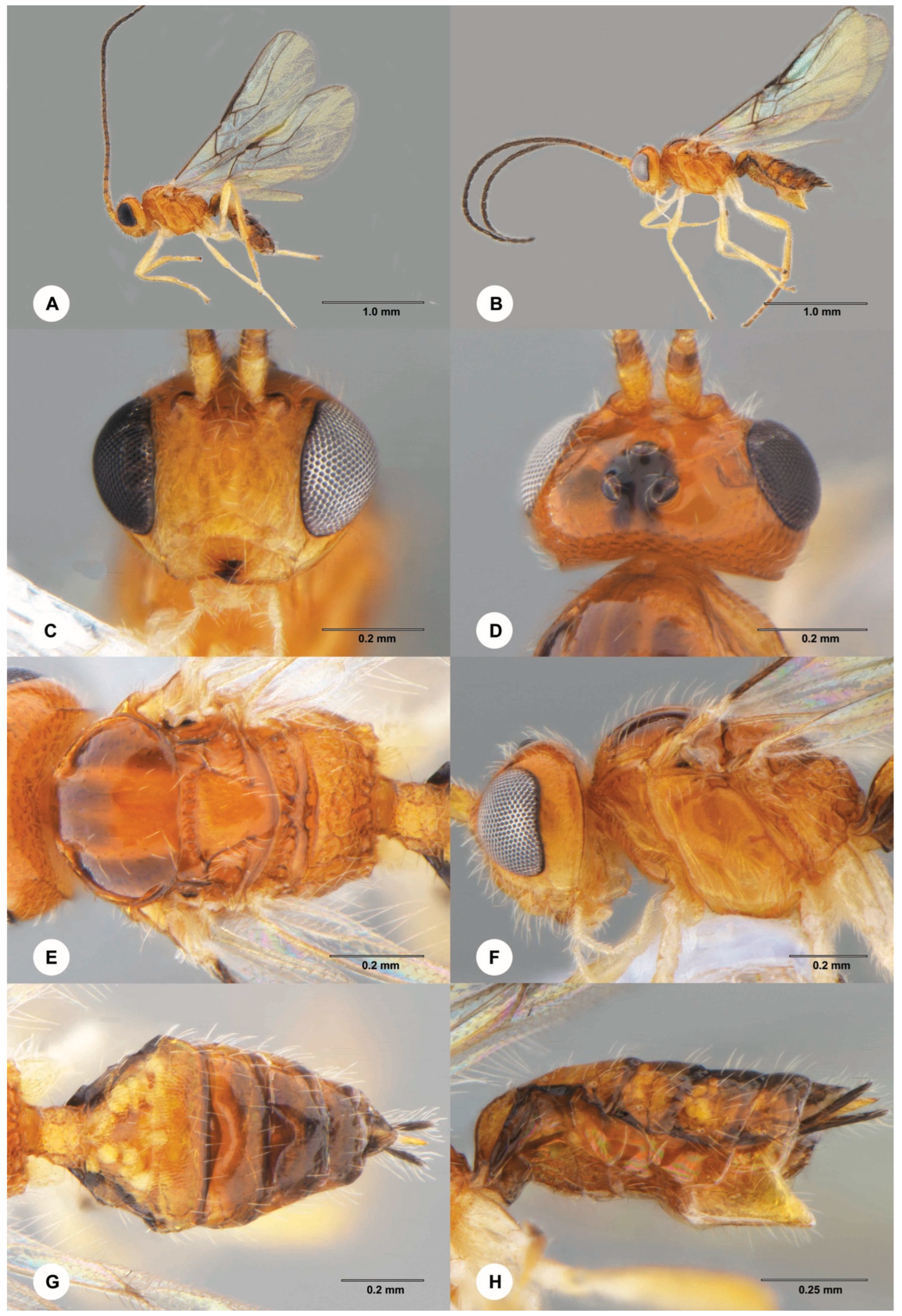 Insects 15 00926 g005