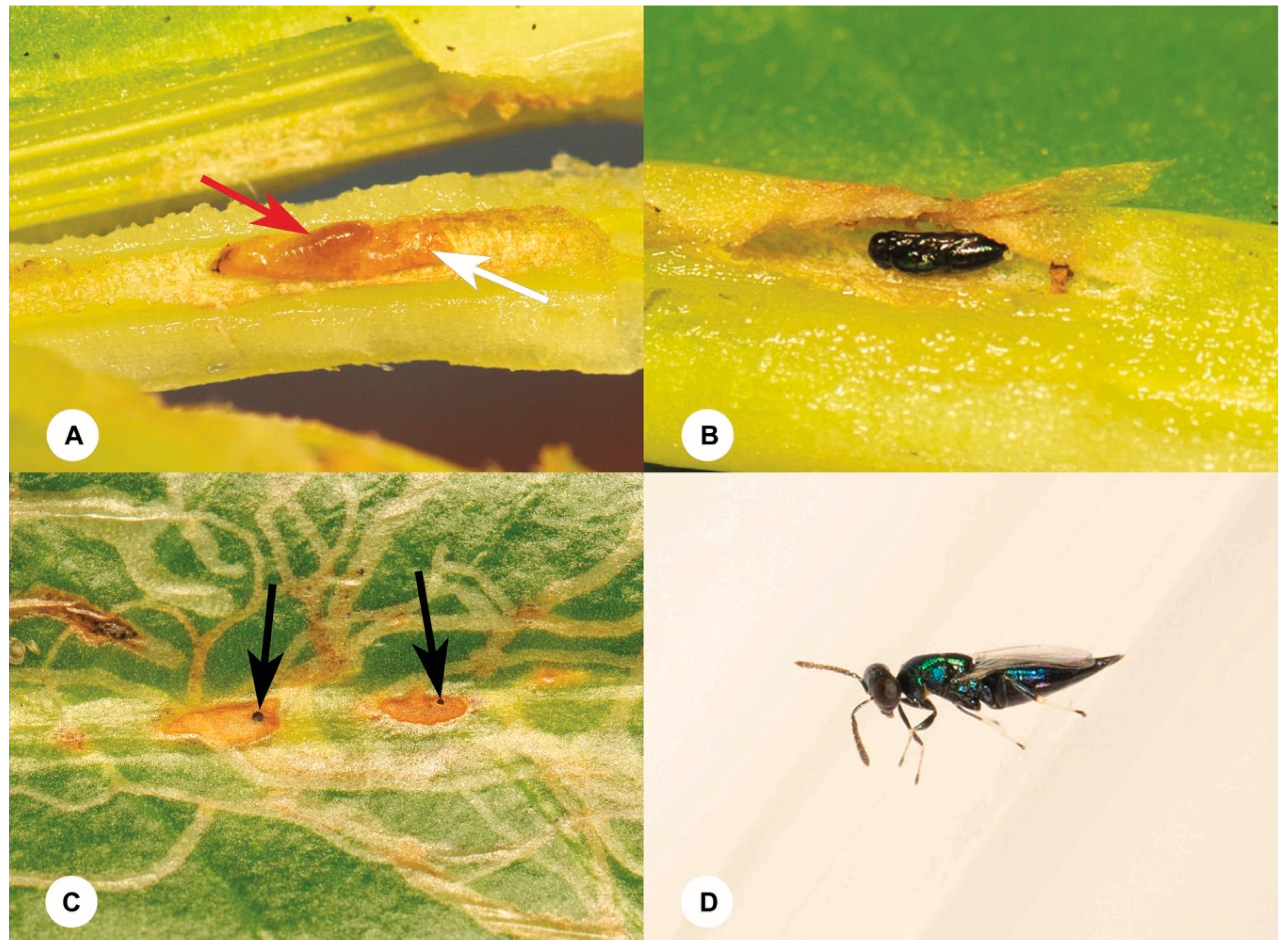 Insects 15 00926 g006