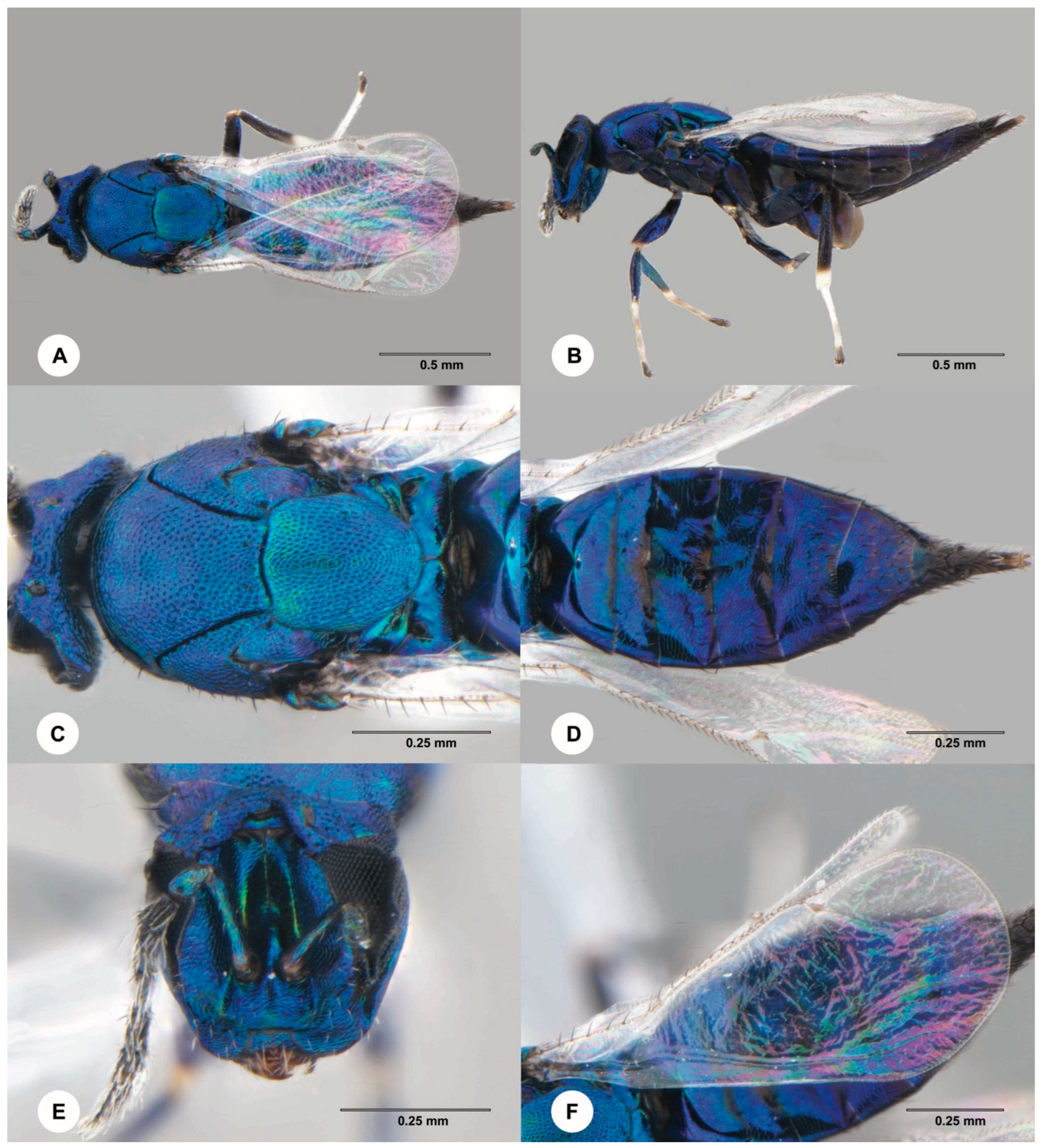 Insects 15 00926 g007