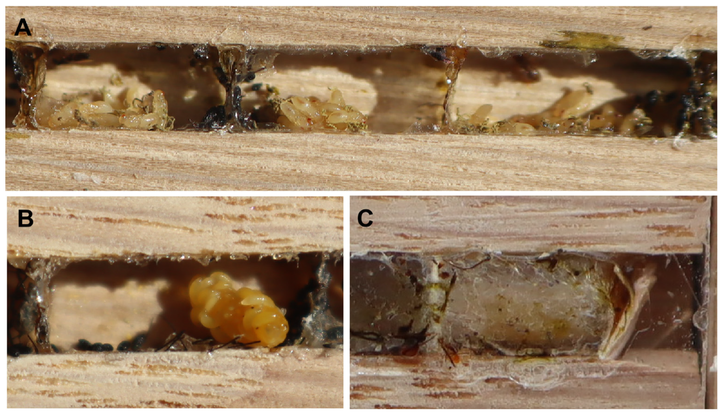 Insects 15 00928 g003