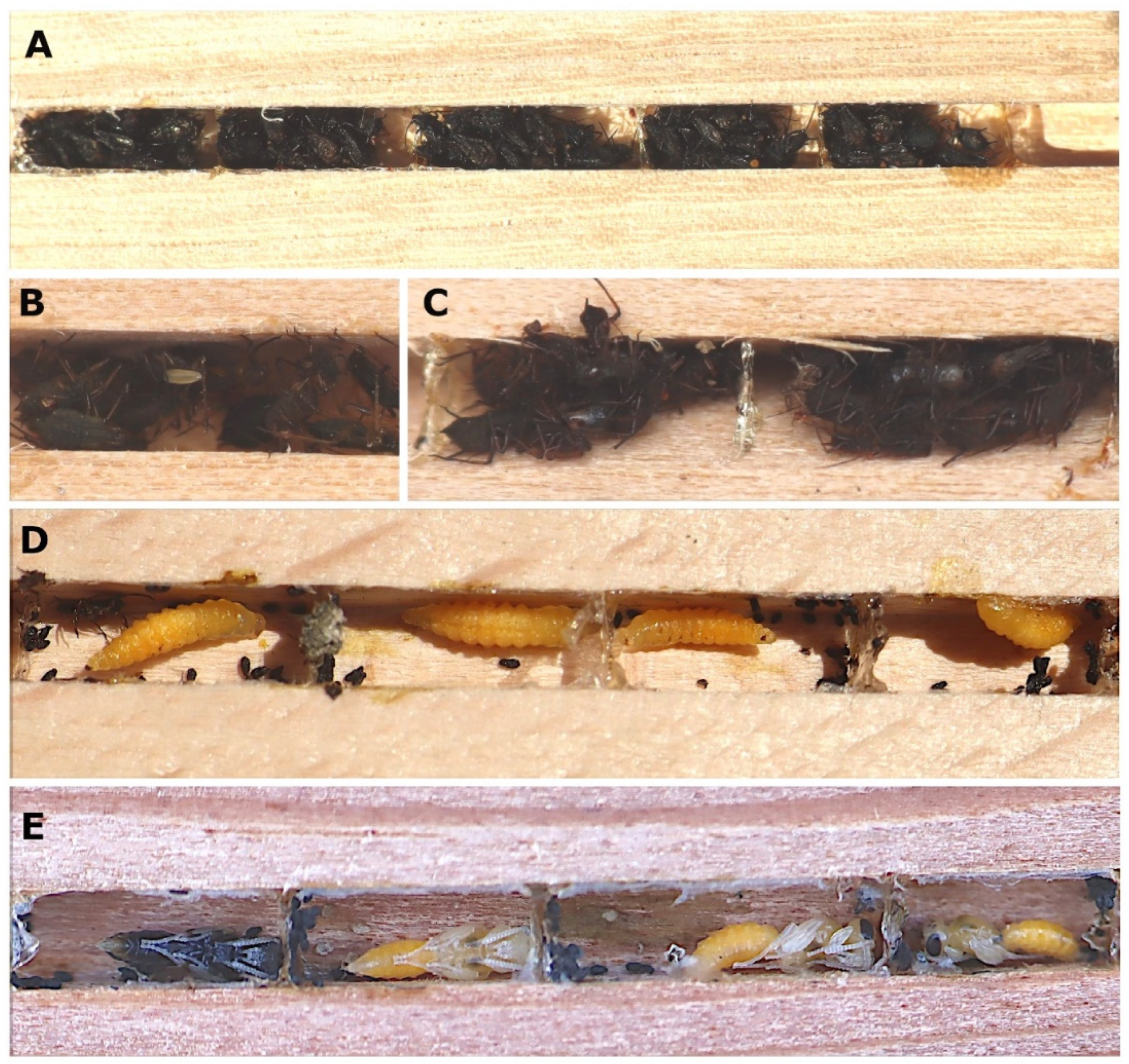 Insects 15 00928 g004