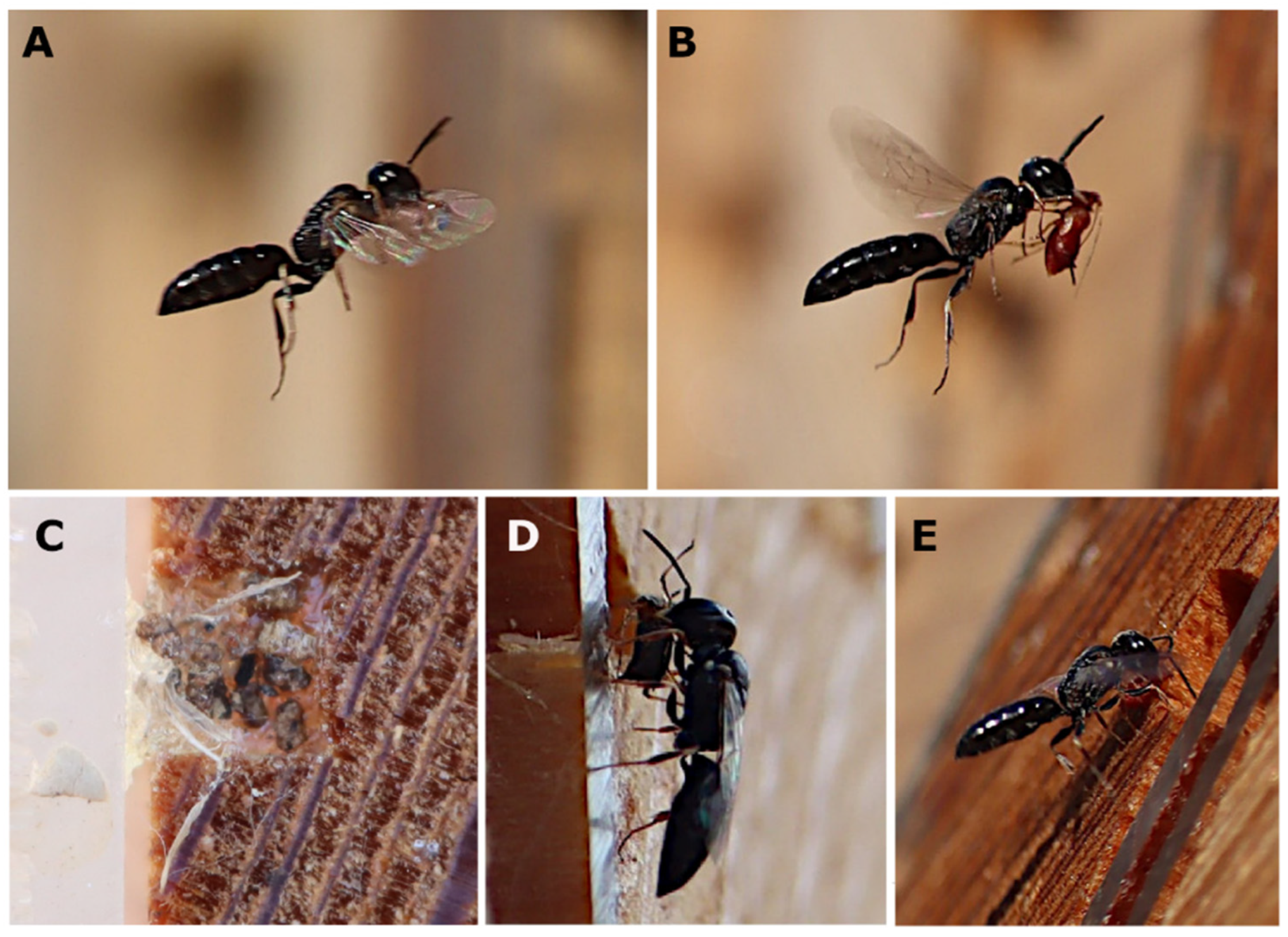 Insects 15 00928 g005