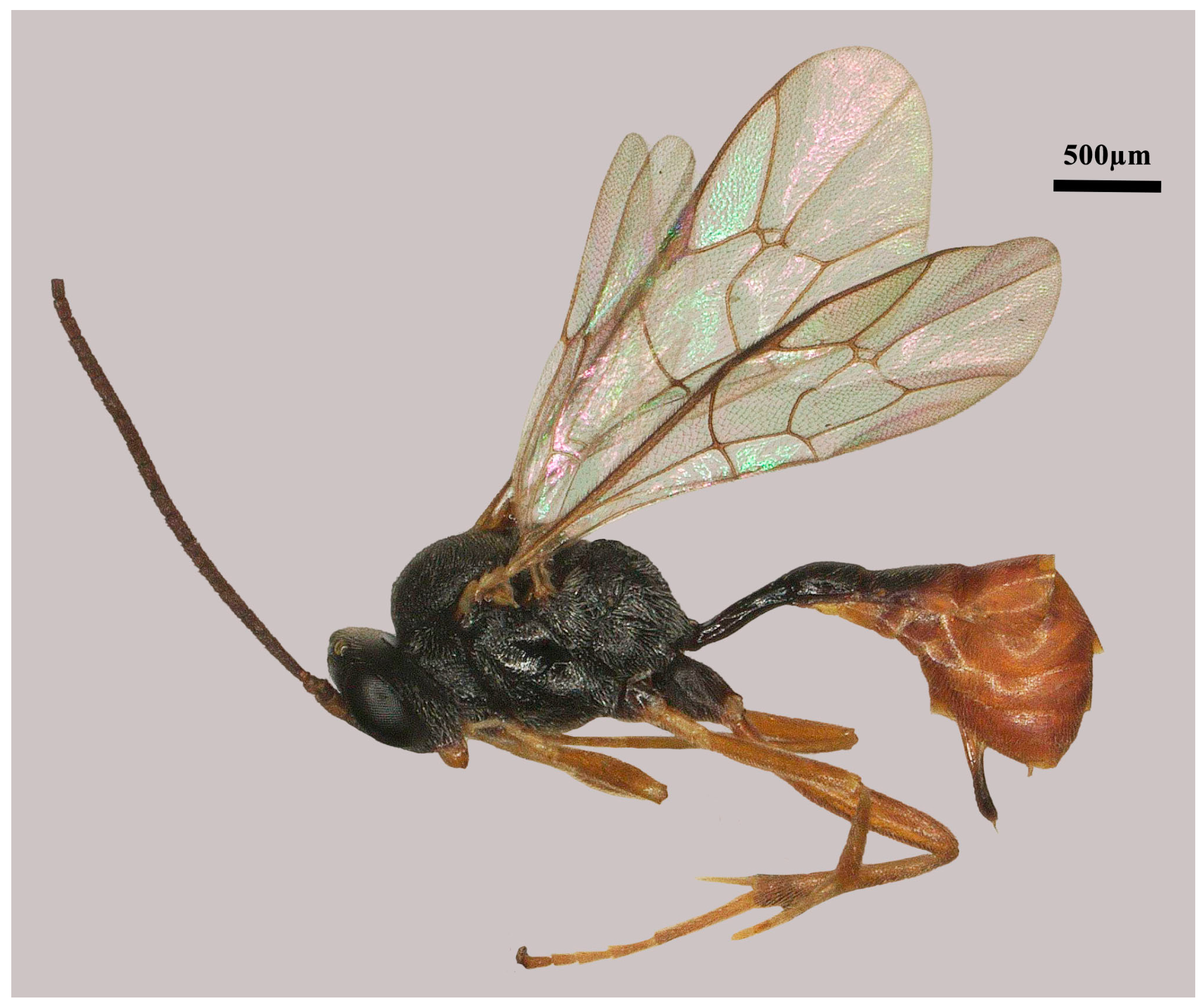 Insects 15 00932 g001