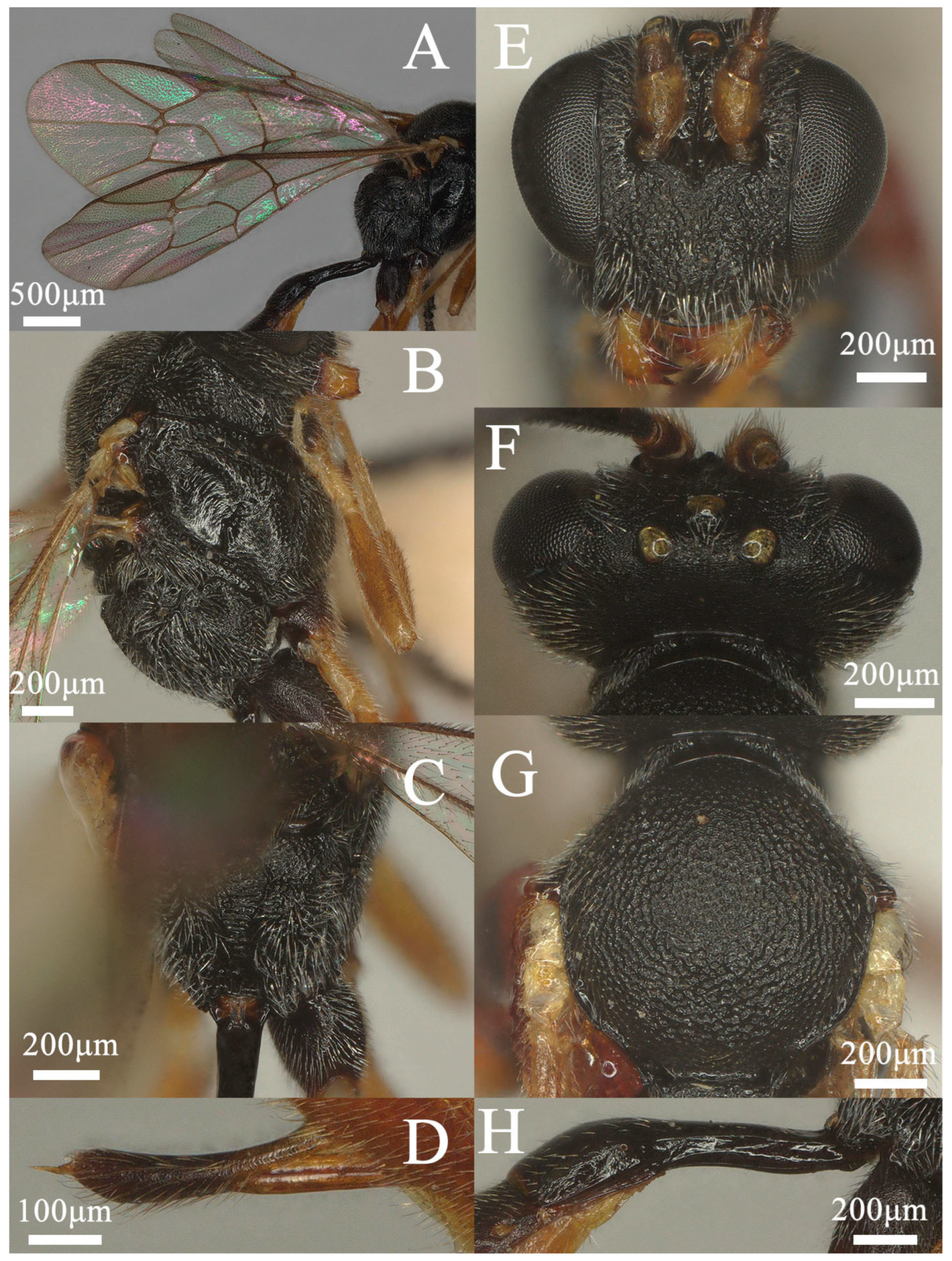 Insects 15 00932 g002