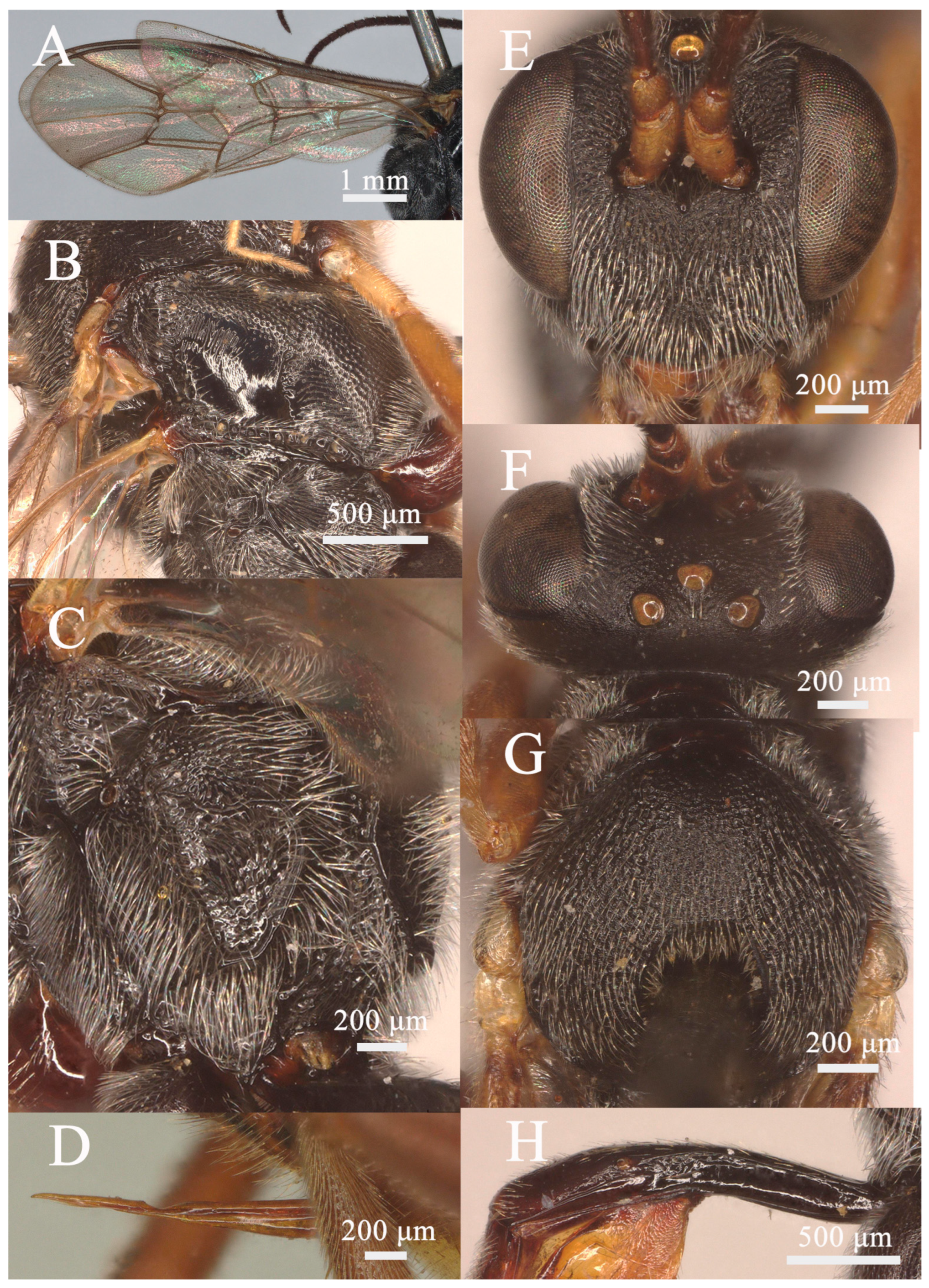 Insects 15 00932 g004