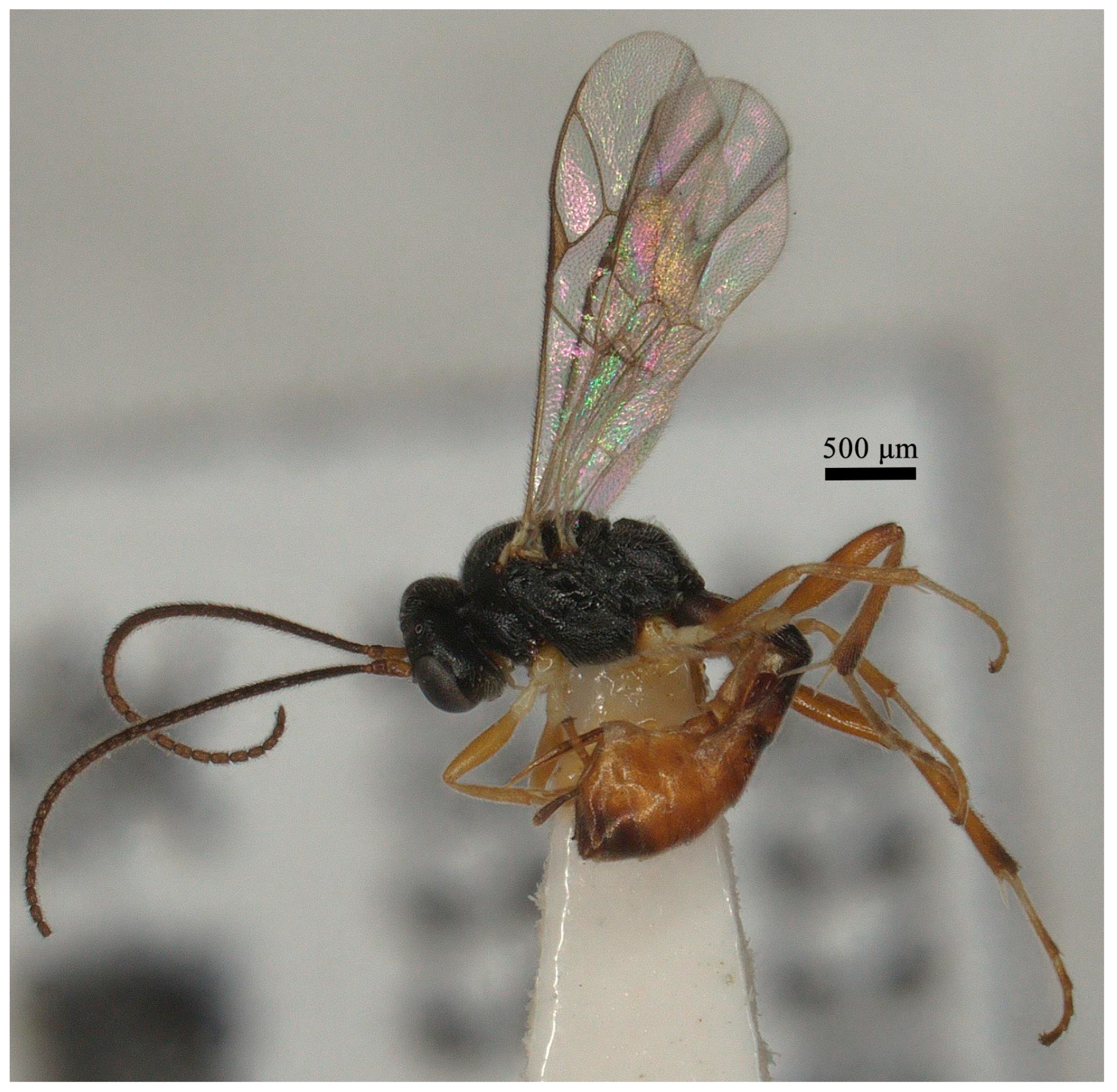 Insects 15 00932 g005