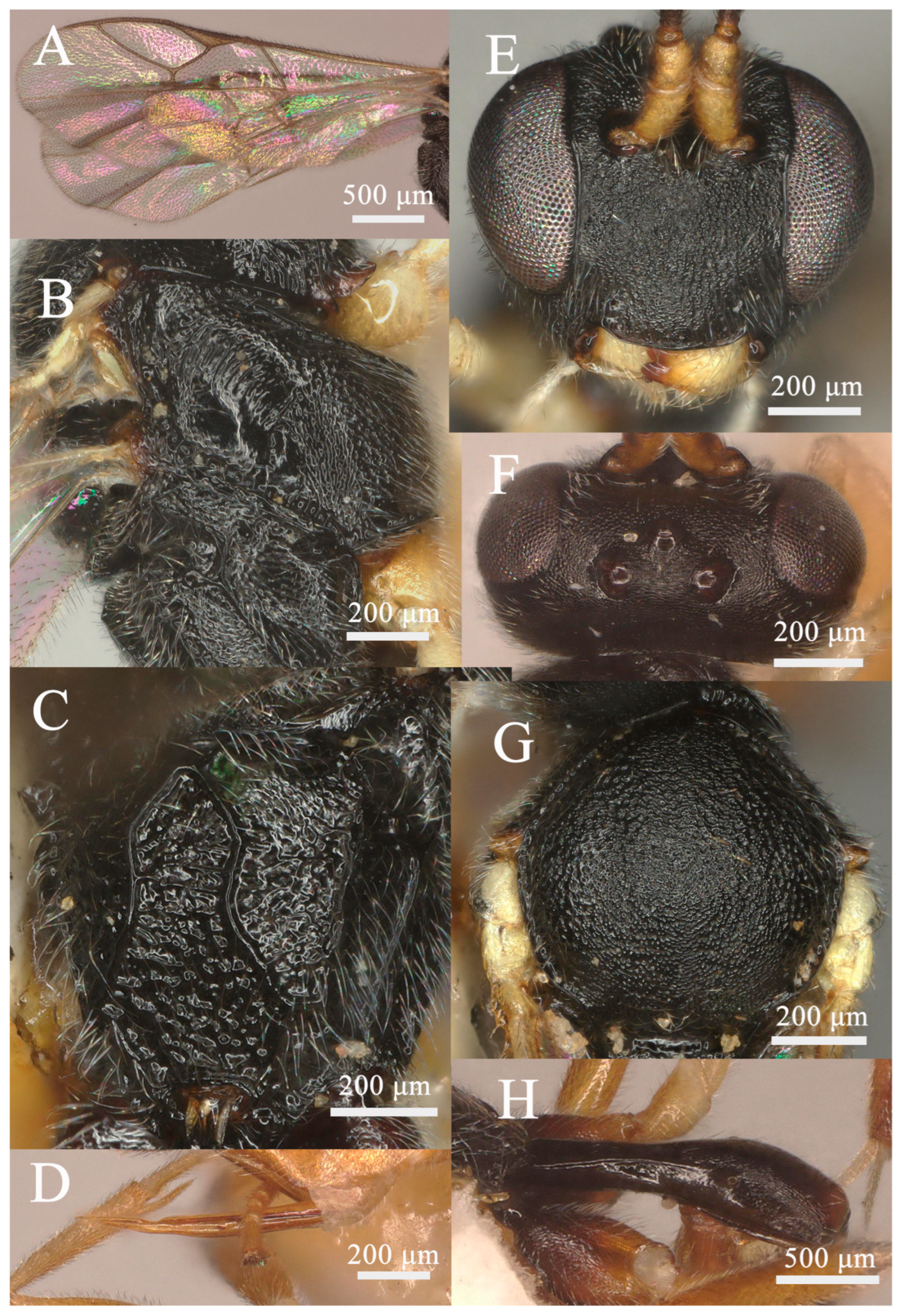 Insects 15 00932 g006