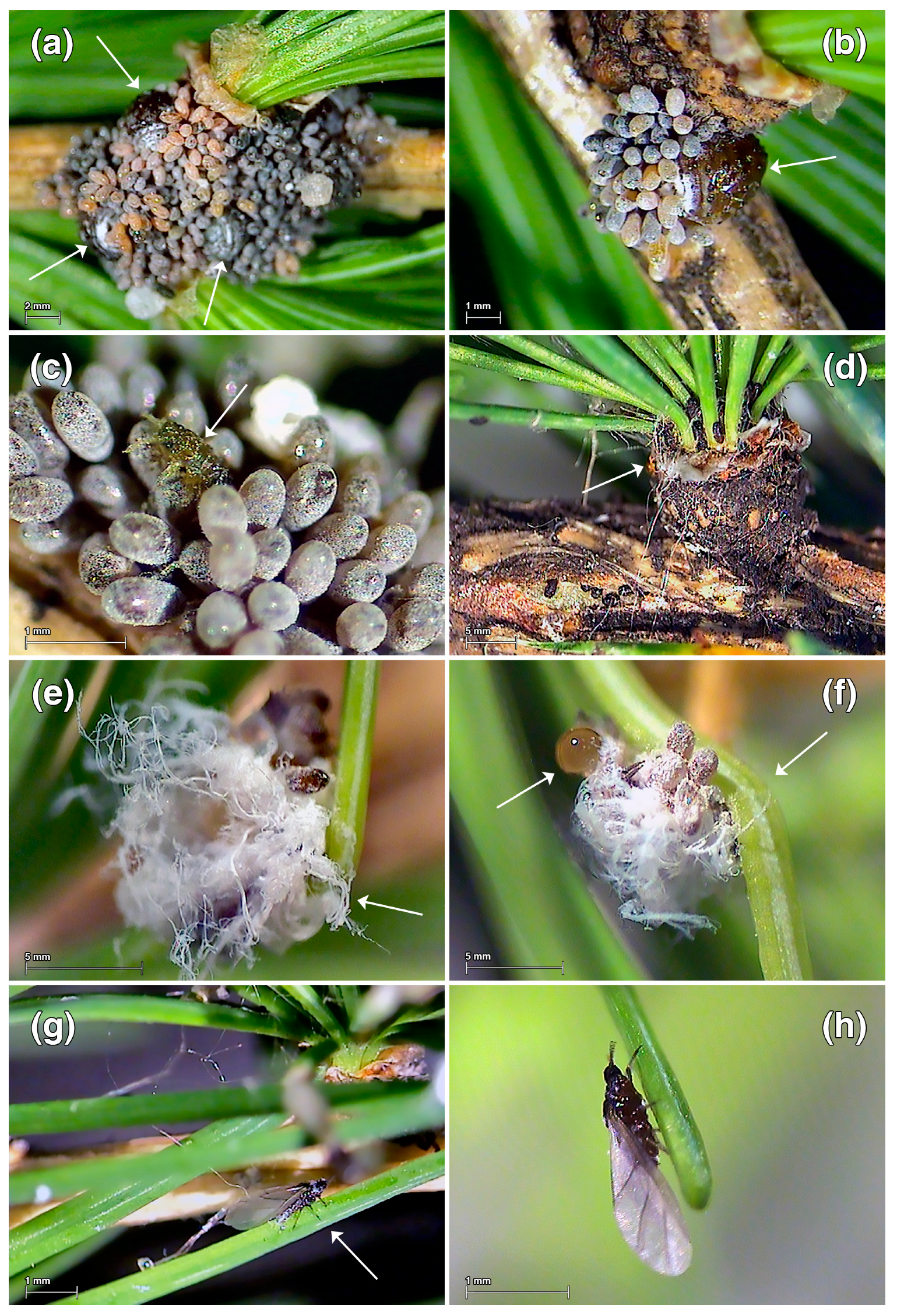 Insects 15 00938 g001