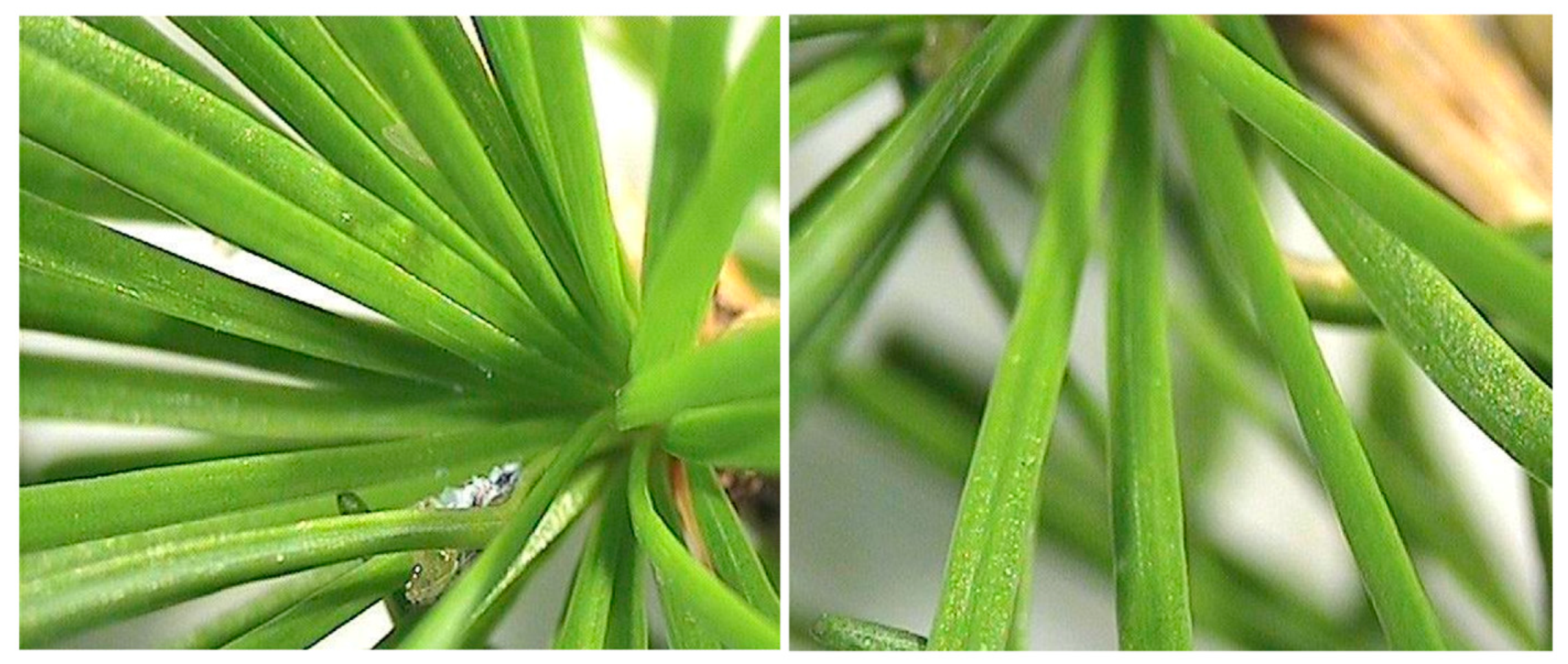 Insects 15 00938 g006