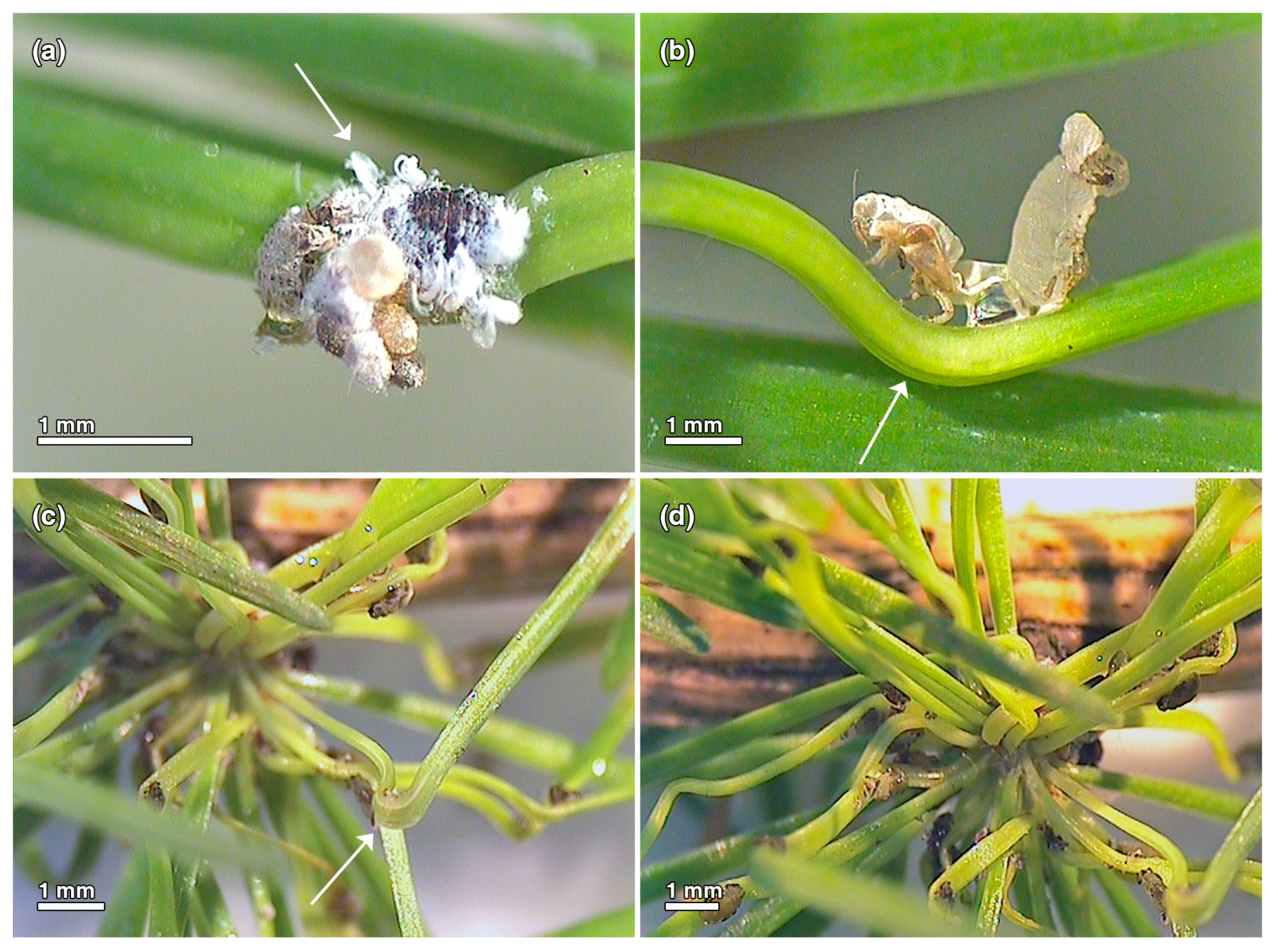 Insects 15 00938 g007