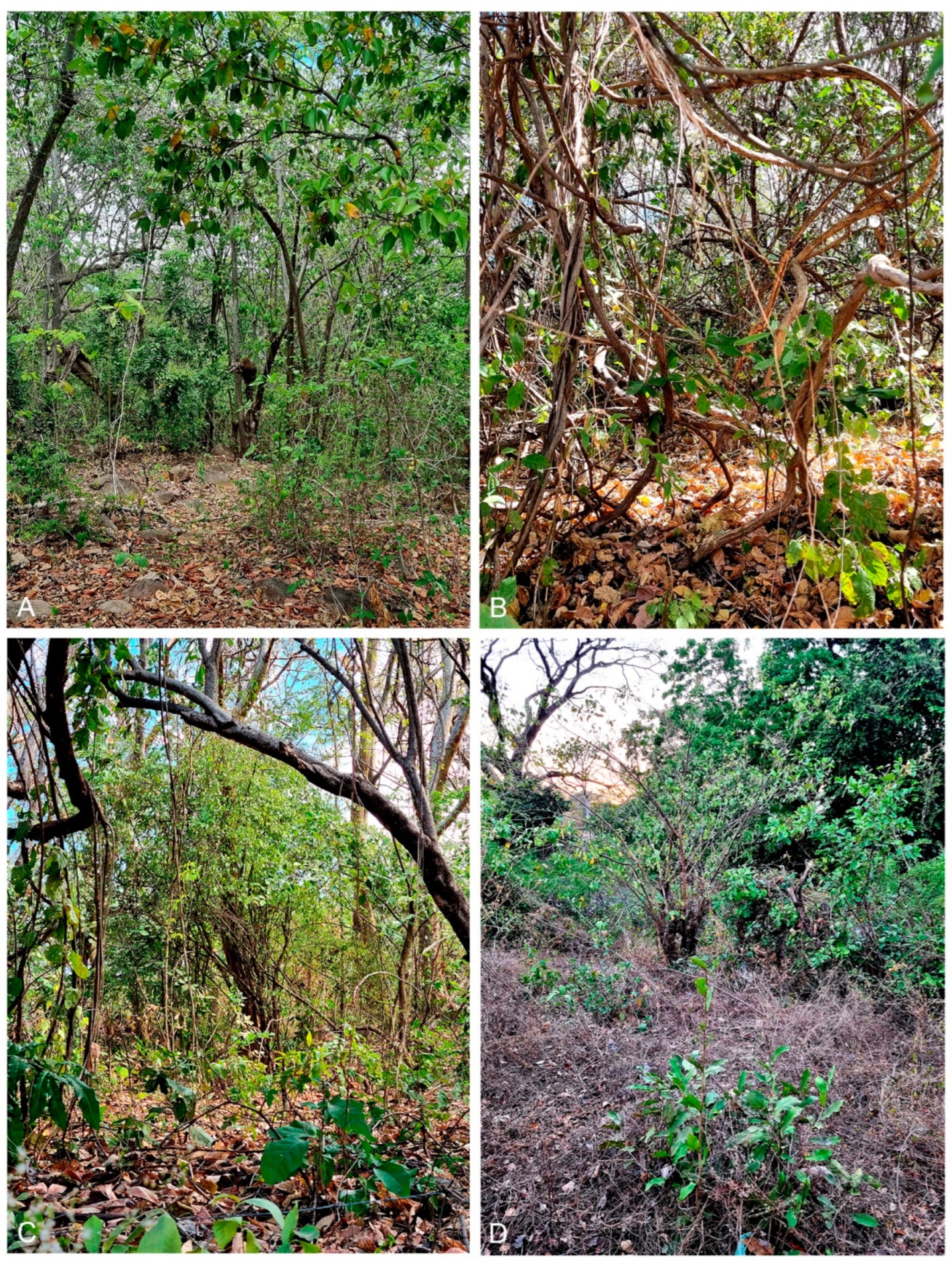 Insects 15 00941 g005 Insects 15 00941 g005