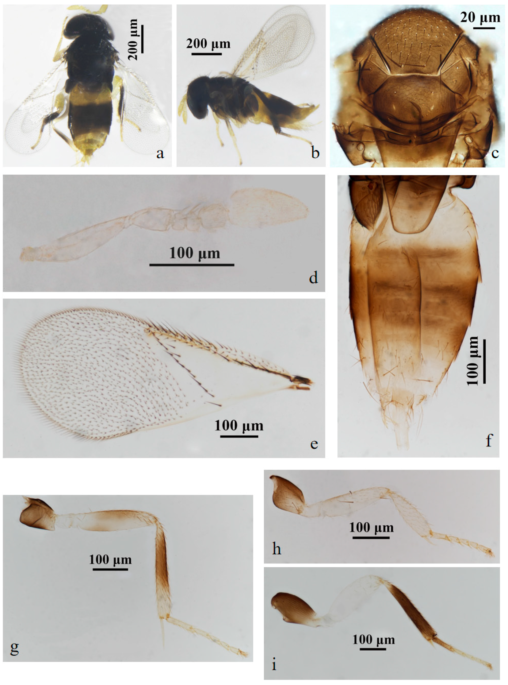 Insects 15 00945 g001 Insects 15 00945 g001