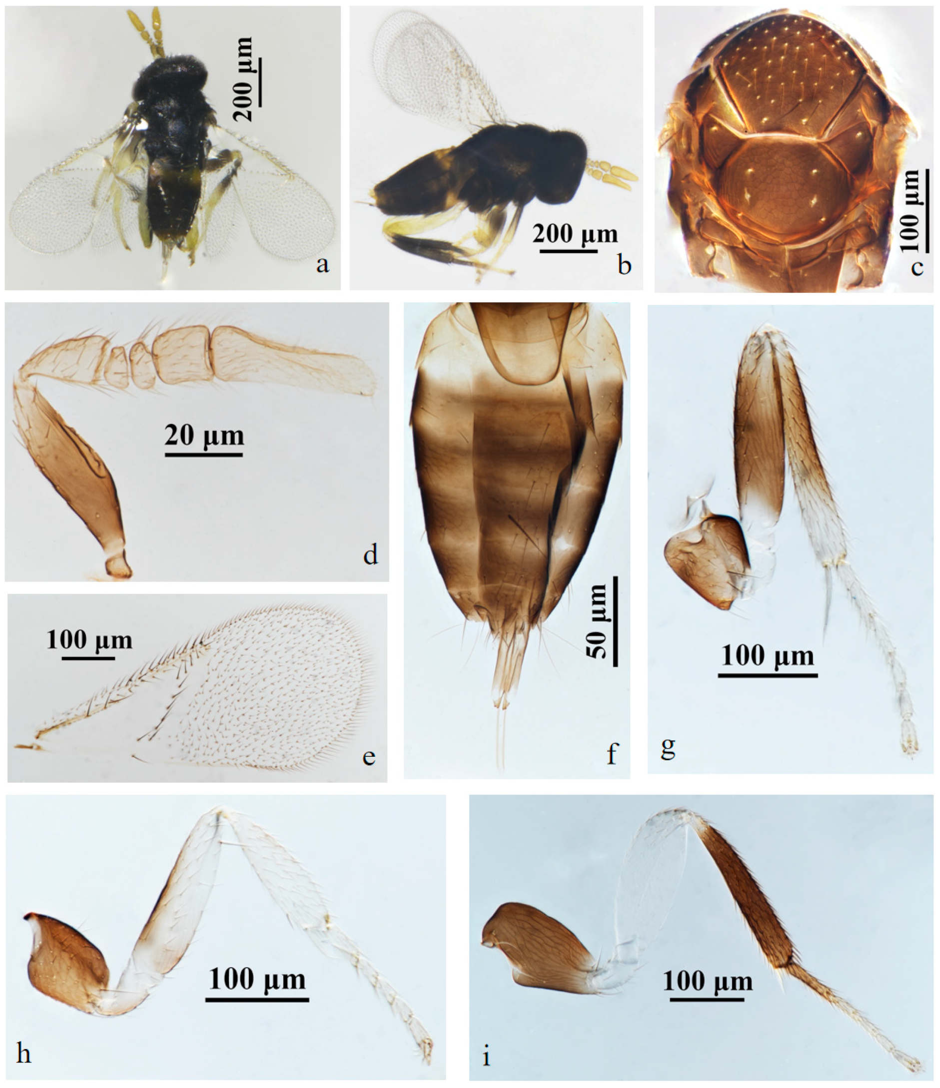 Insects 15 00945 g002 Insects 15 00945 g002