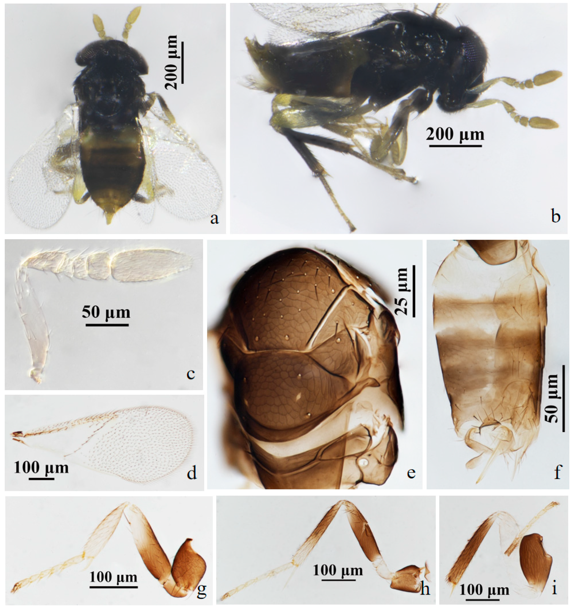 Insects 15 00945 g007 Insects 15 00945 g007