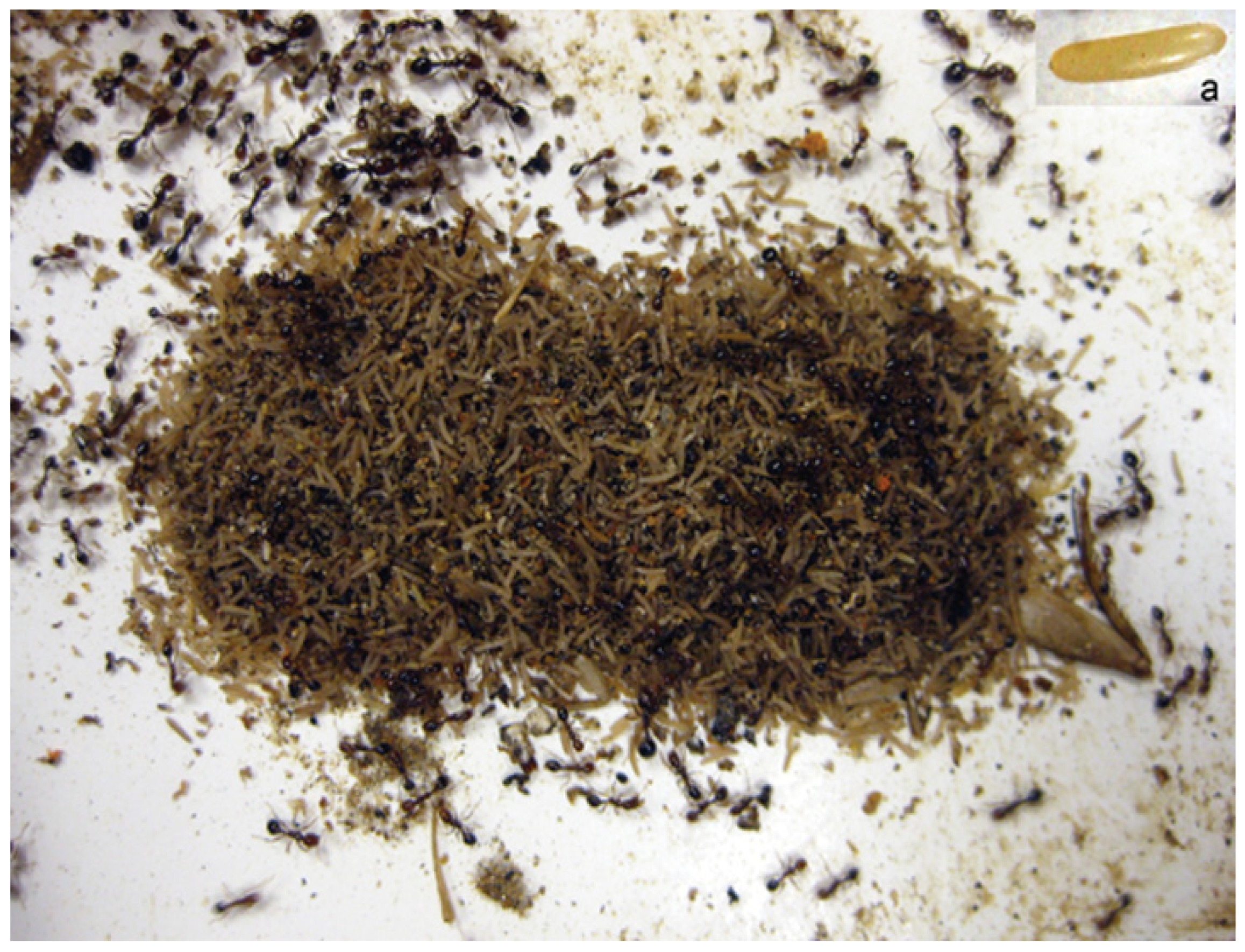 Insects 15 00954 g001