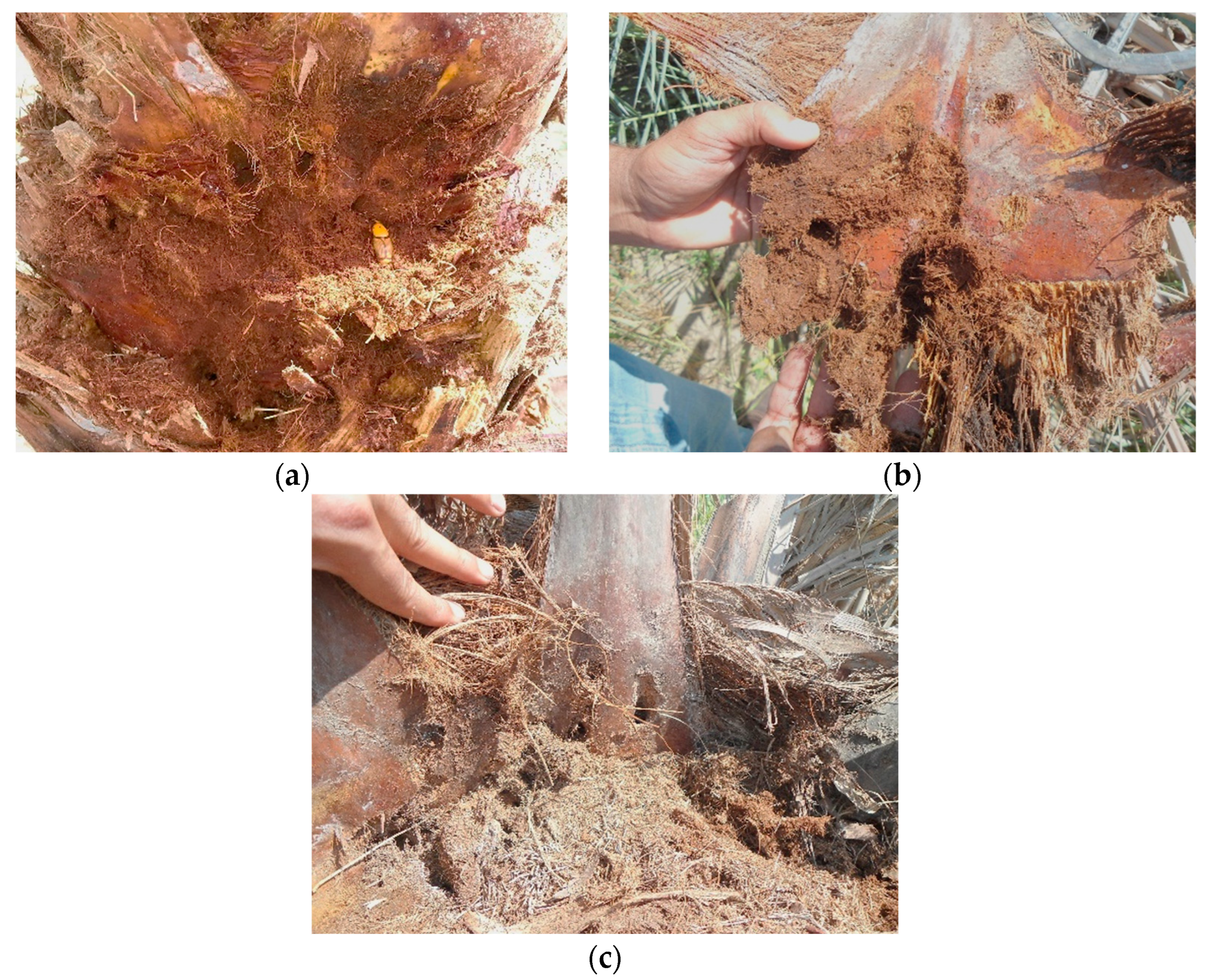 Insects 15 00955 g002