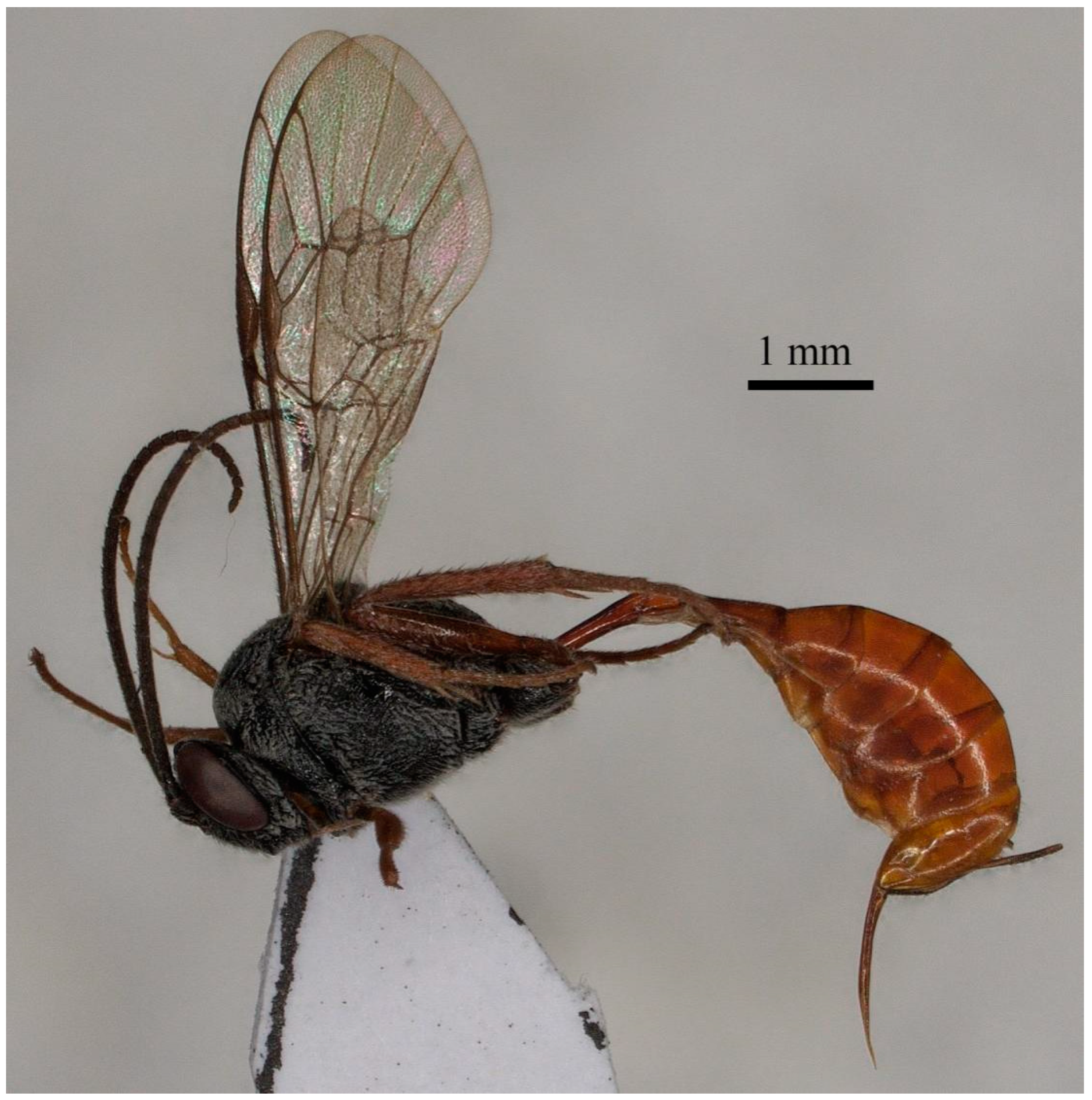 Insects 15 00968 g004 Insects 15 00968 g004