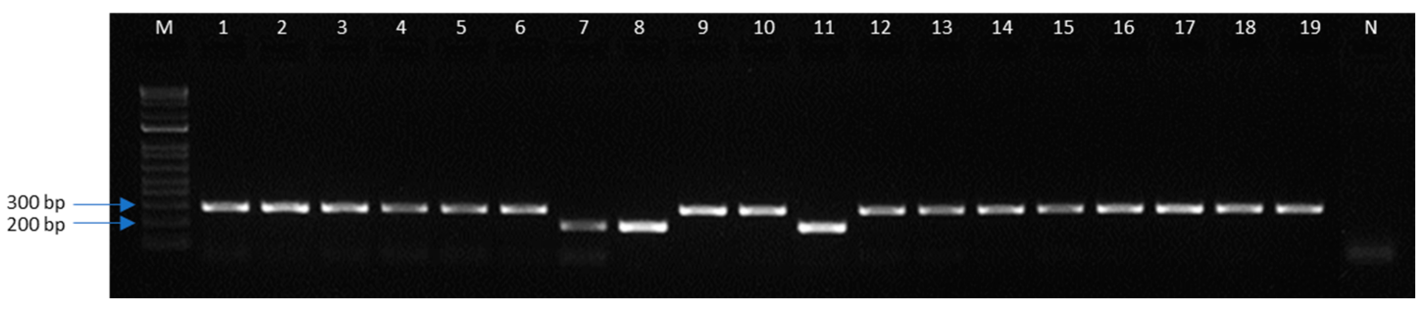 Insects 15 00969 g004