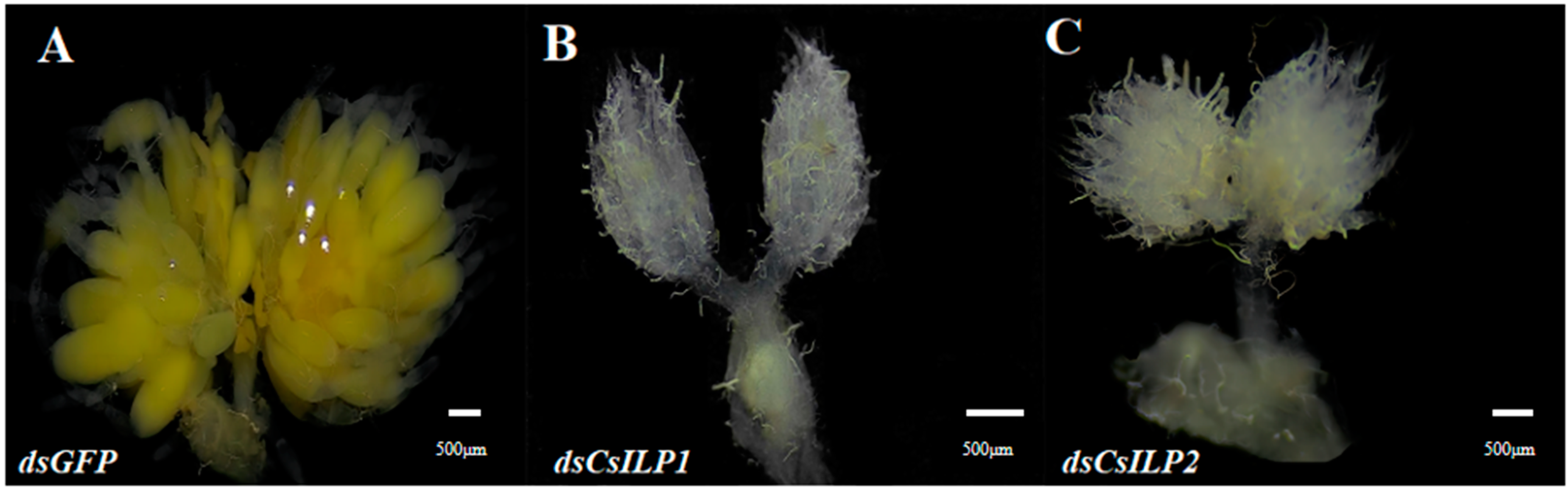 Insects 15 00981 g008