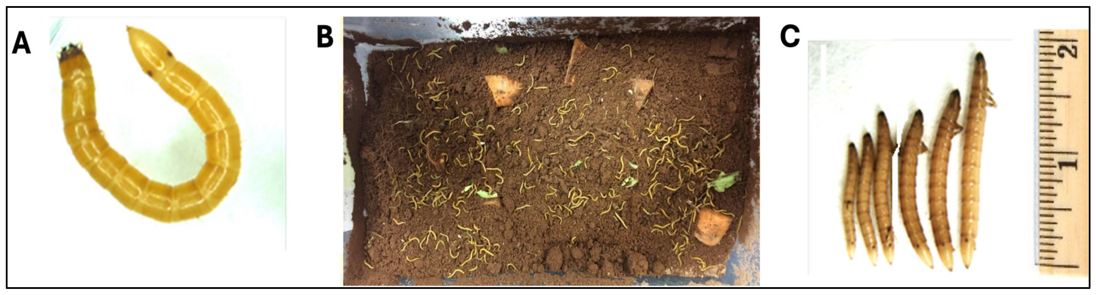 Insects 15 00983 g001 Insects 15 00983 g001