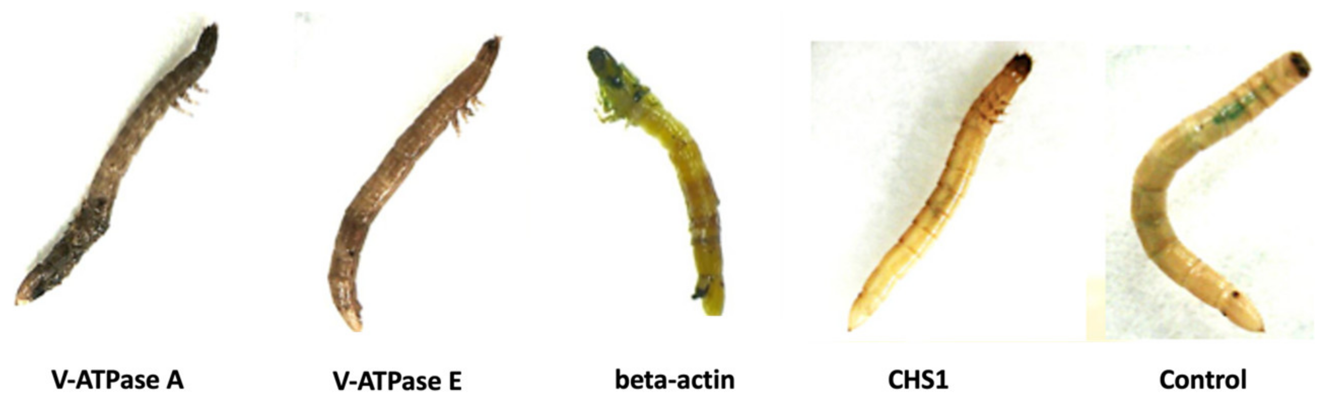 Insects 15 00983 g004 Insects 15 00983 g004