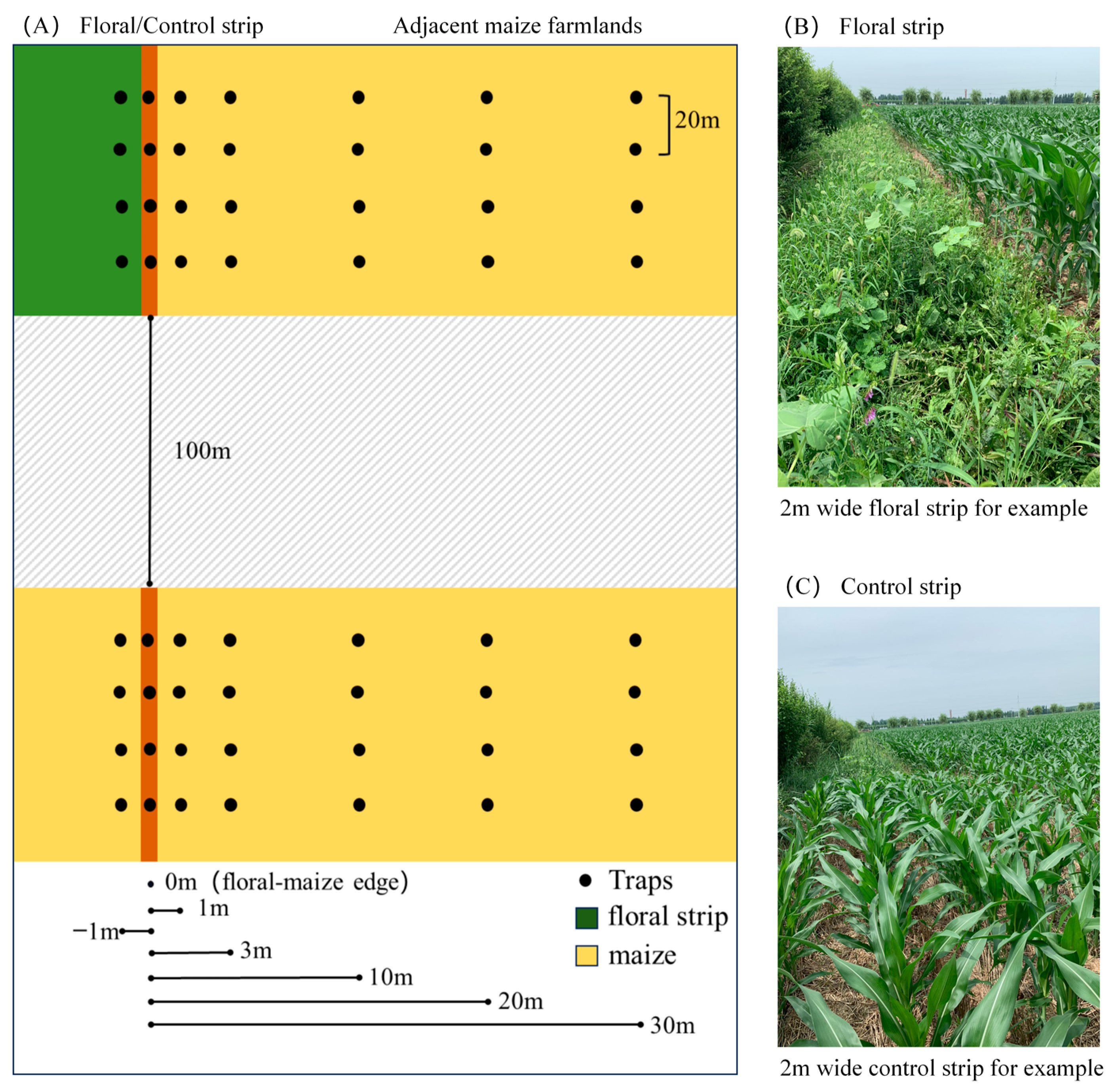 Insects 15 00993 g001