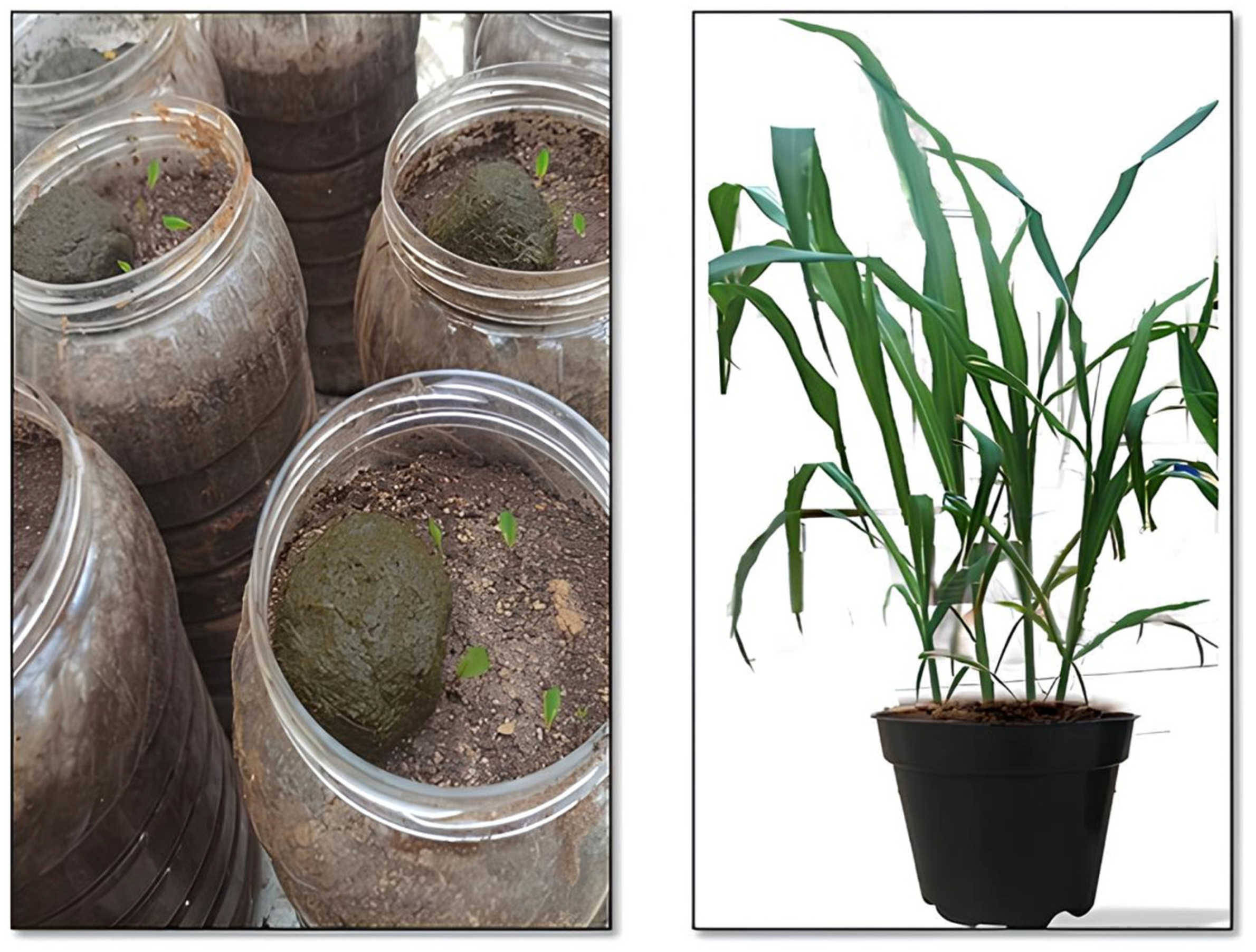 Insects 15 01002 g001 Insects 15 01002 g001