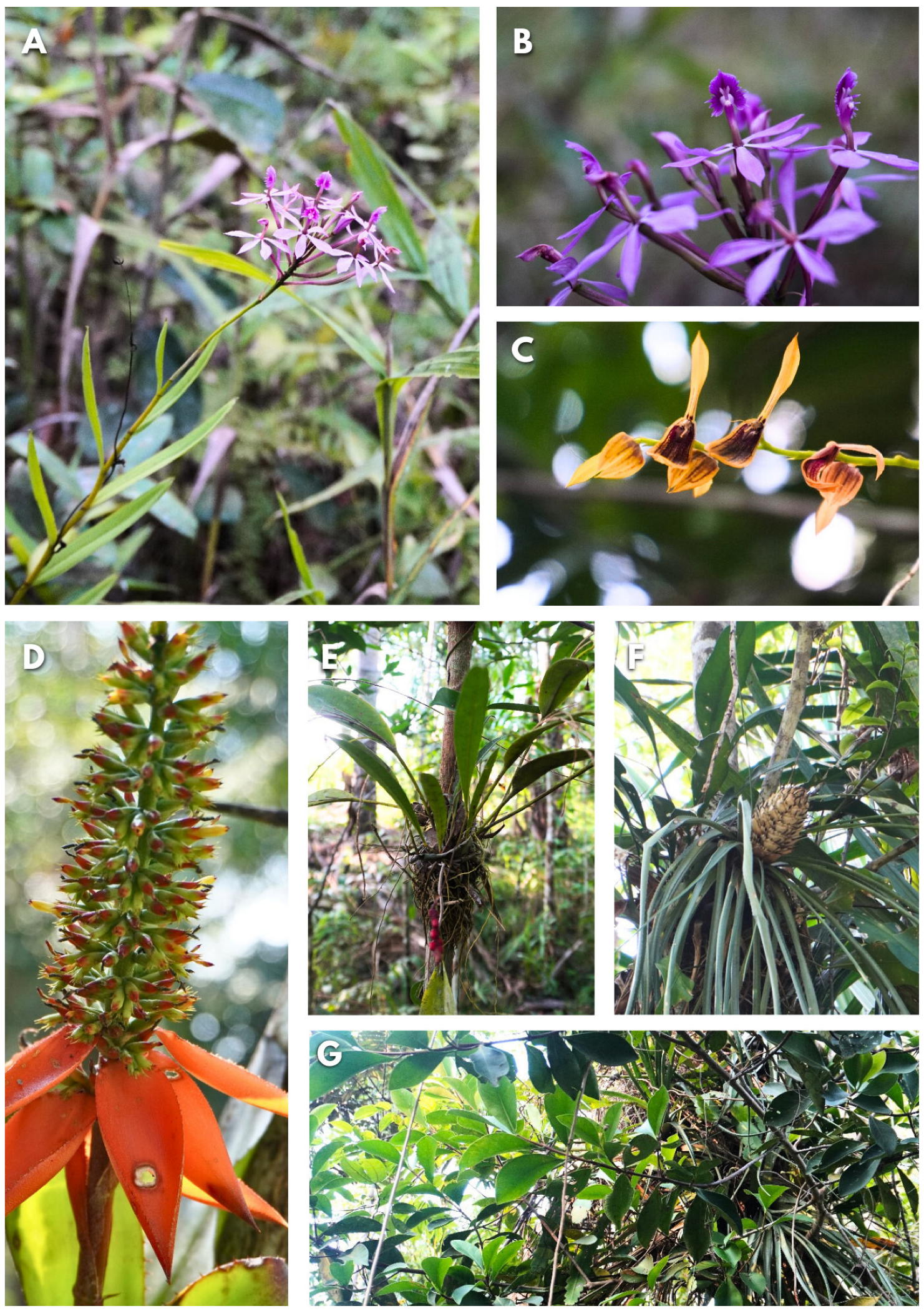 Insects 15 01011 g004 Insects 15 01011 g004