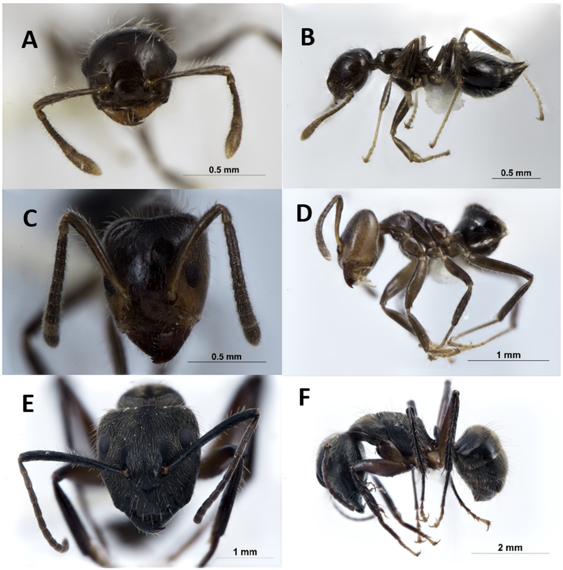Insects 15 01011 g007 Insects 15 01011 g007